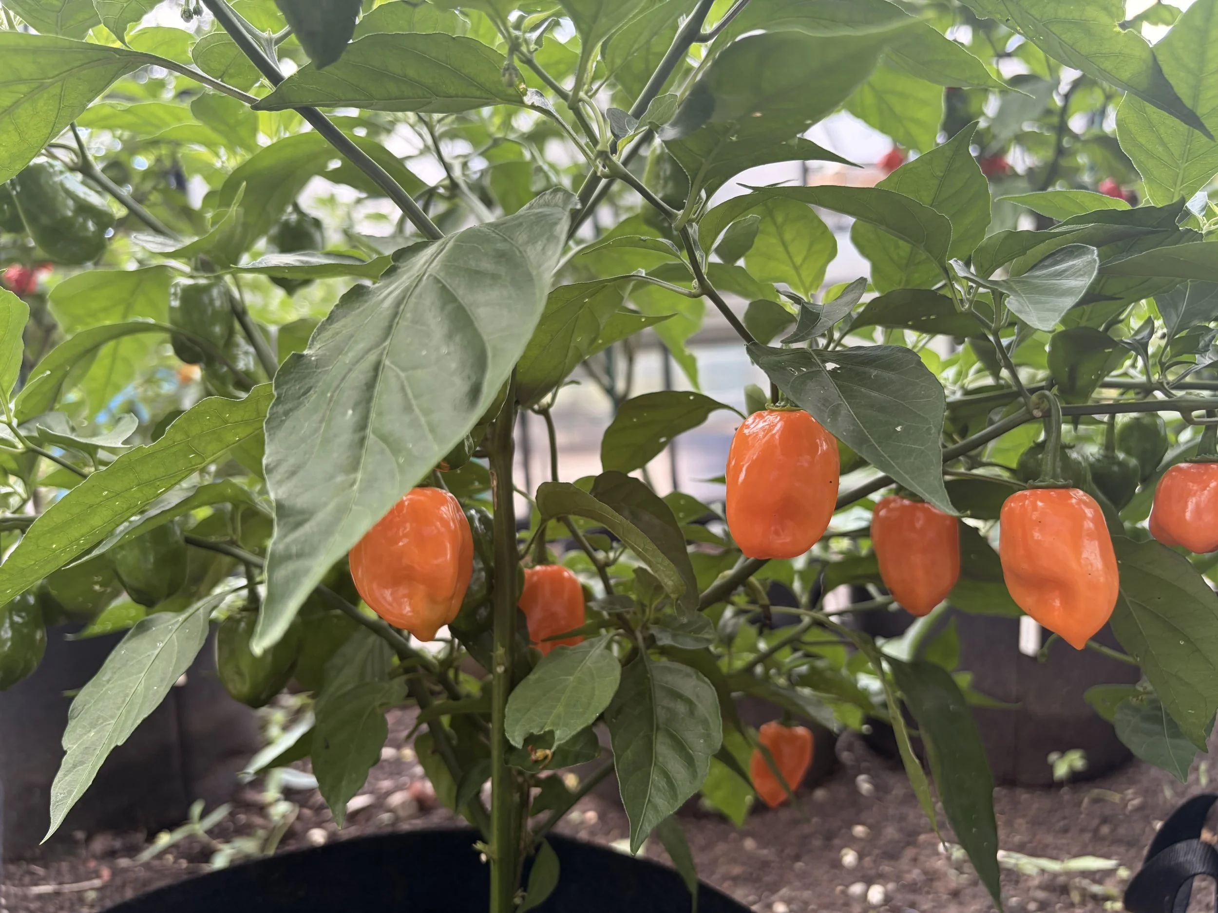 Orange peppers growing on a pepper plant at the Limerick Community Garden.