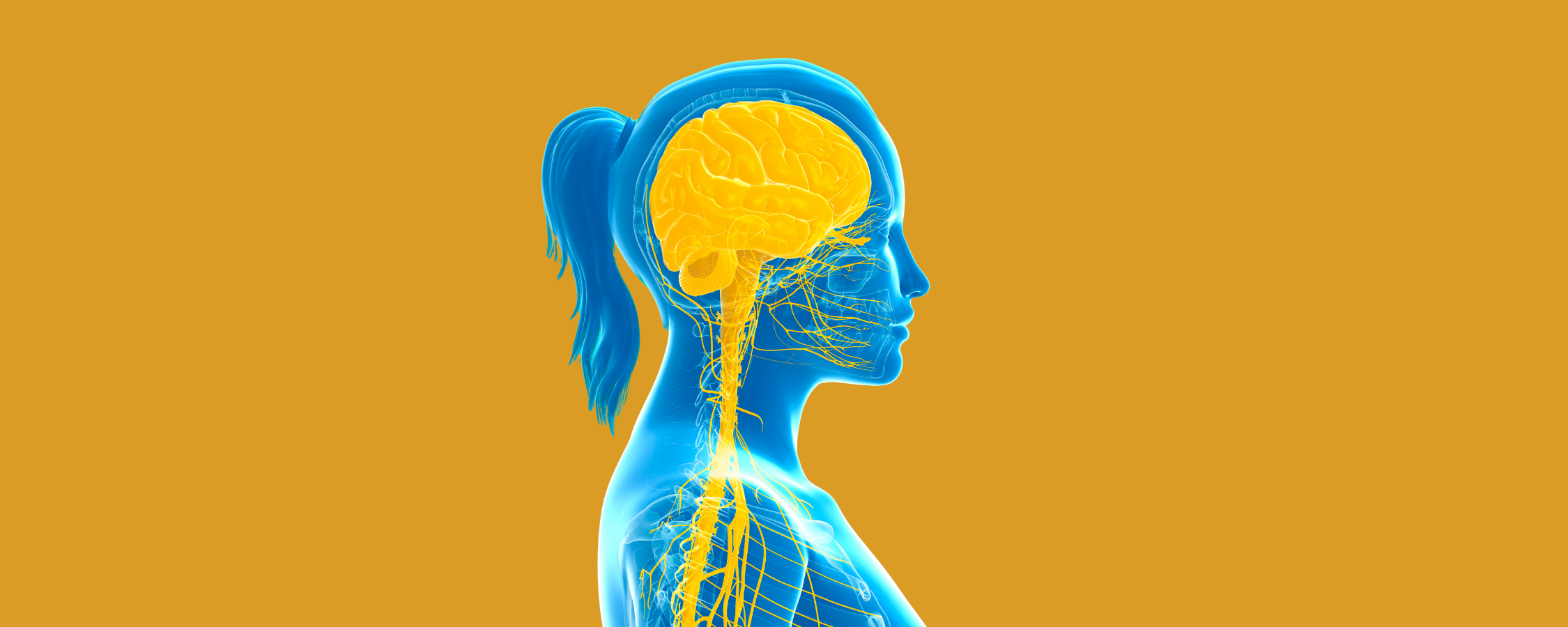 Digital illustration of a woman in profile with a translucent blue body, highlighting the brain and nervous system in bright yellow against a solid mustard background—symbolizing the connection between neuroscience and leadership awareness.