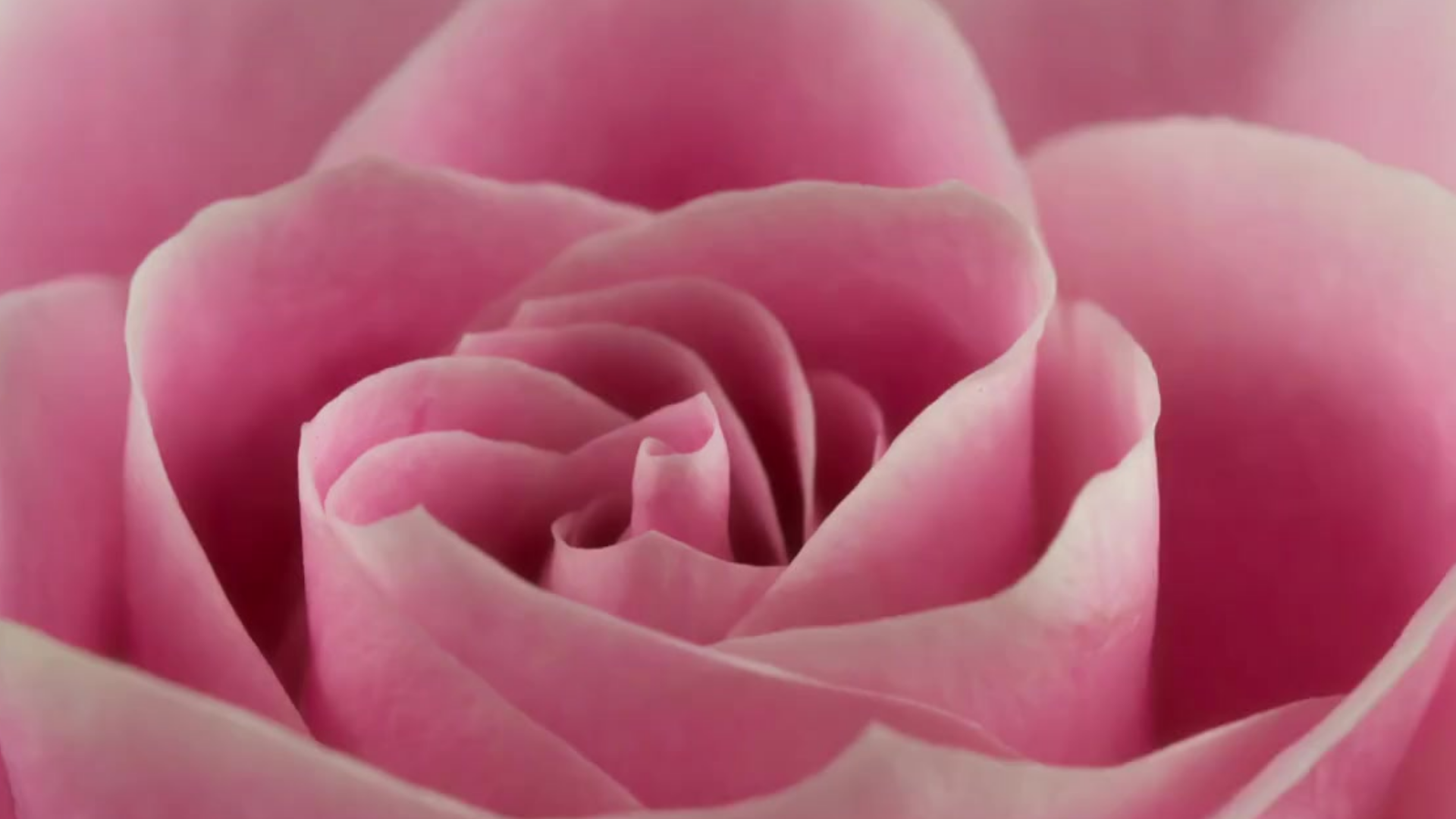 julia-jeremiah-the-way-of-the-rose-healing.png