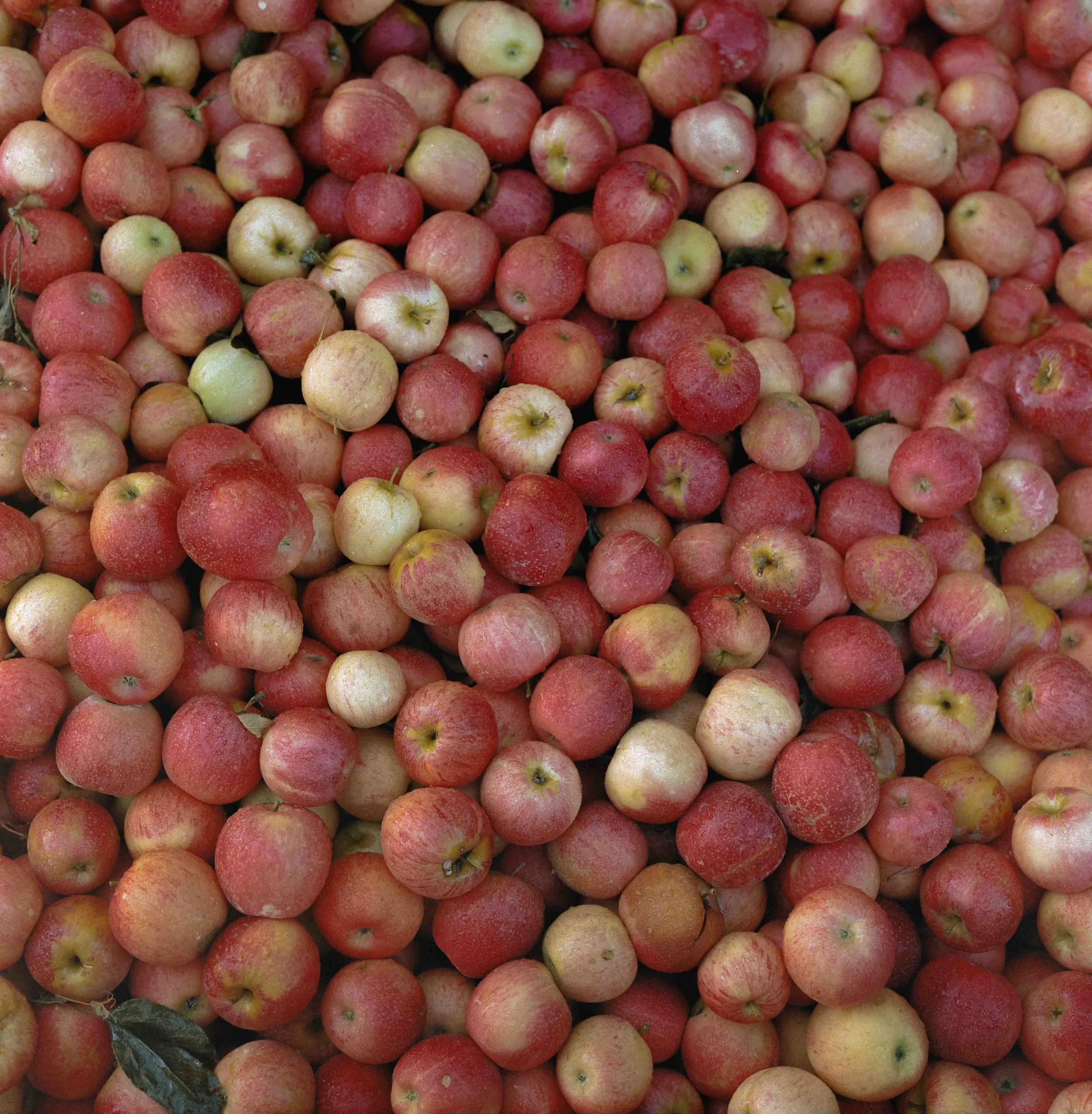 Documentary-style photo of apples shot on medium format film