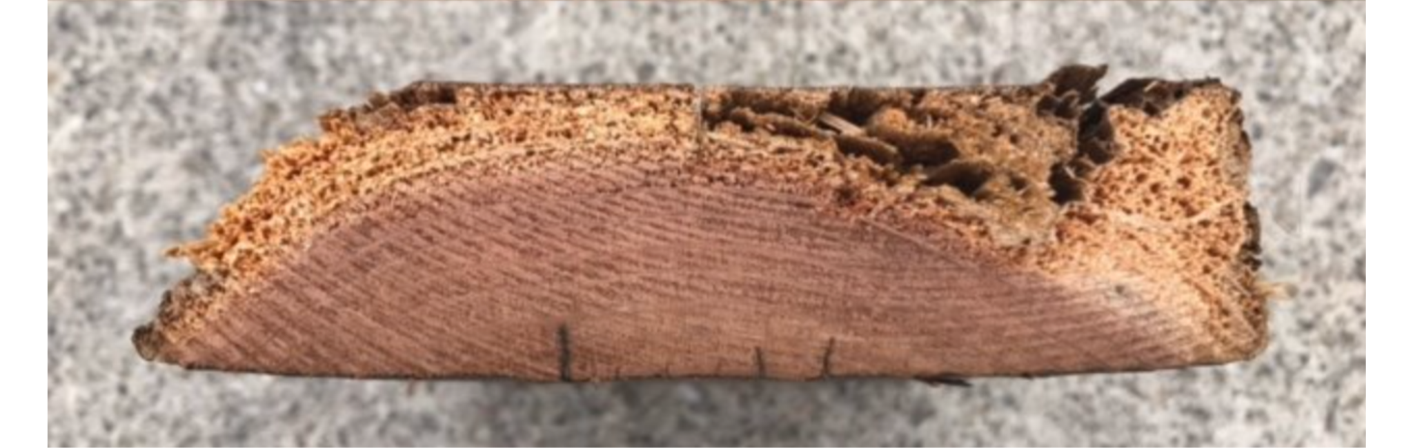 Close-up of a cross-section of a piece of wood showing growth rings and rough, textured bark on the outer edge.
