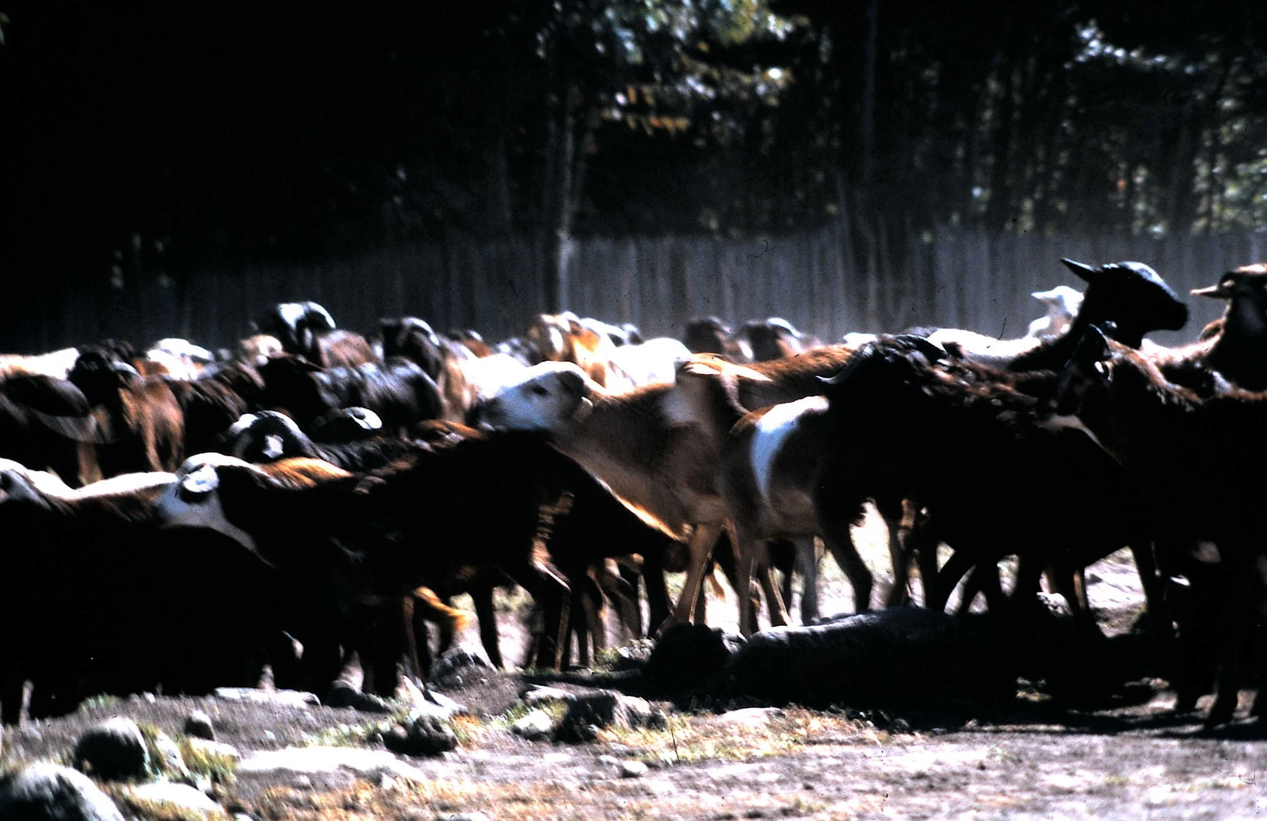 Copy of Market Day 3.JPG