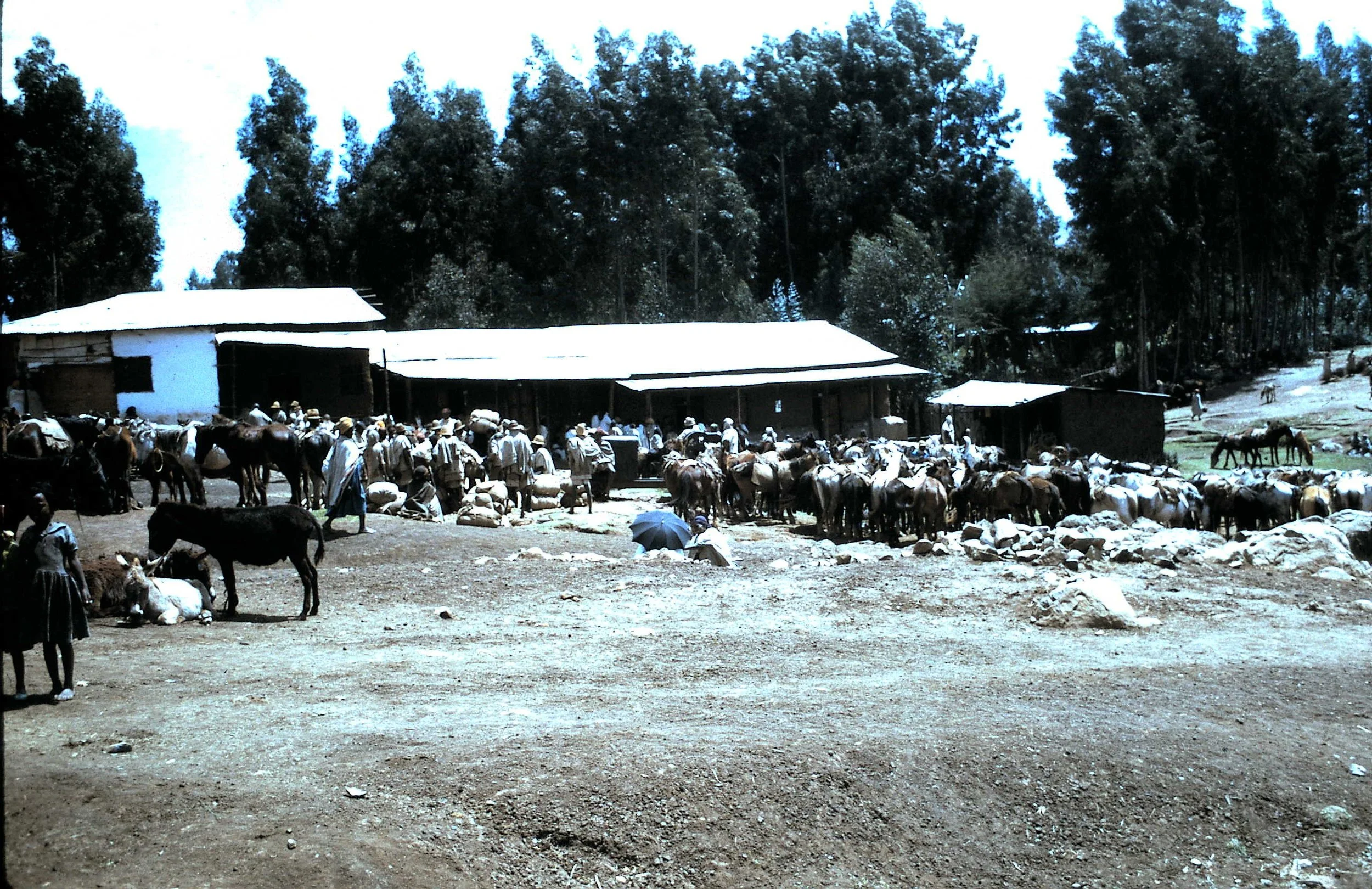 Copy of Market Day 11.JPG