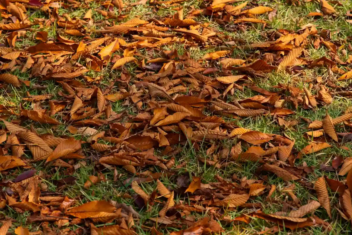 Can Leaves Kill Your Grass? How Heavy Leaf Cover Encourages Lawn Disease