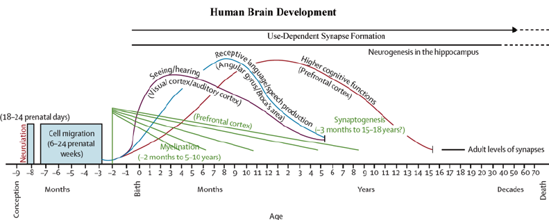 A timeline of human brain development from pregnancy to death, showing key processes like cell migration, myelination, synaptogenesis, and neurogenesis at different ages.