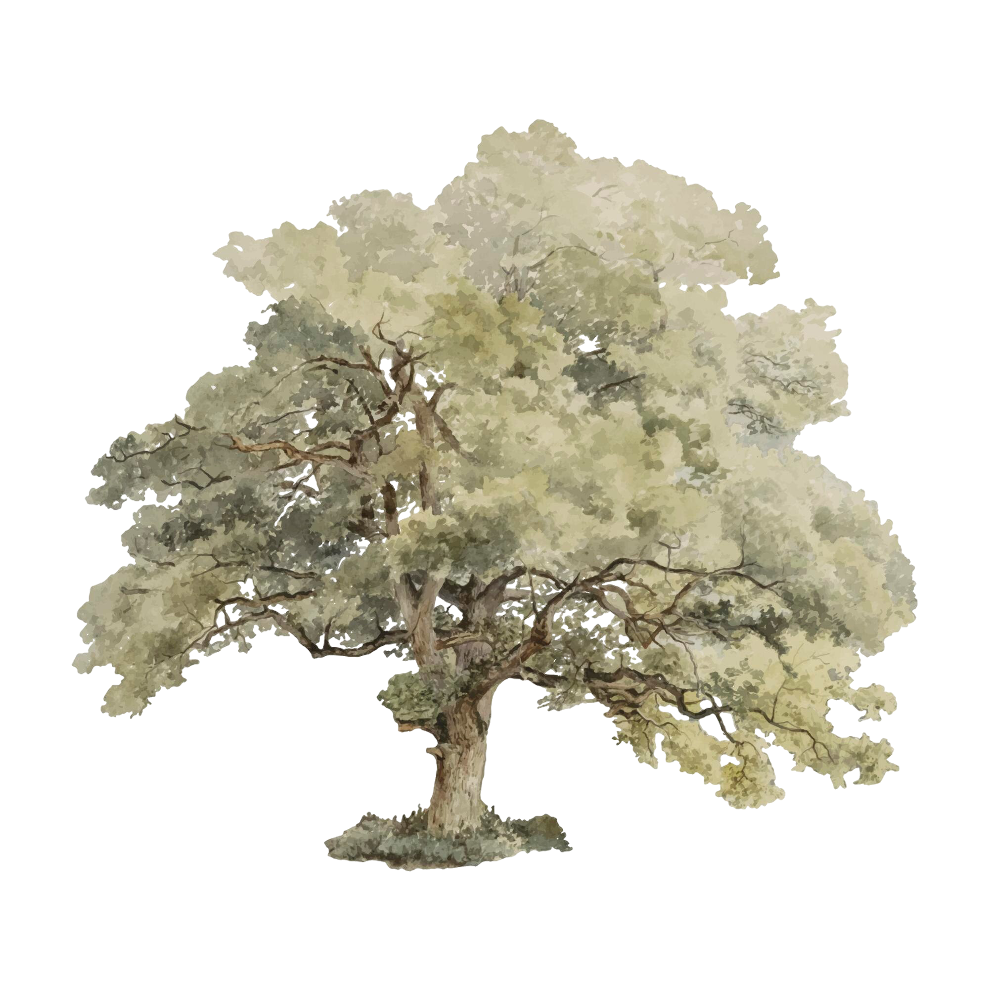 A watercolor painting of a large oak tree with a thick trunk and many green and beige leaves, set against a light background of rolling grass hills.