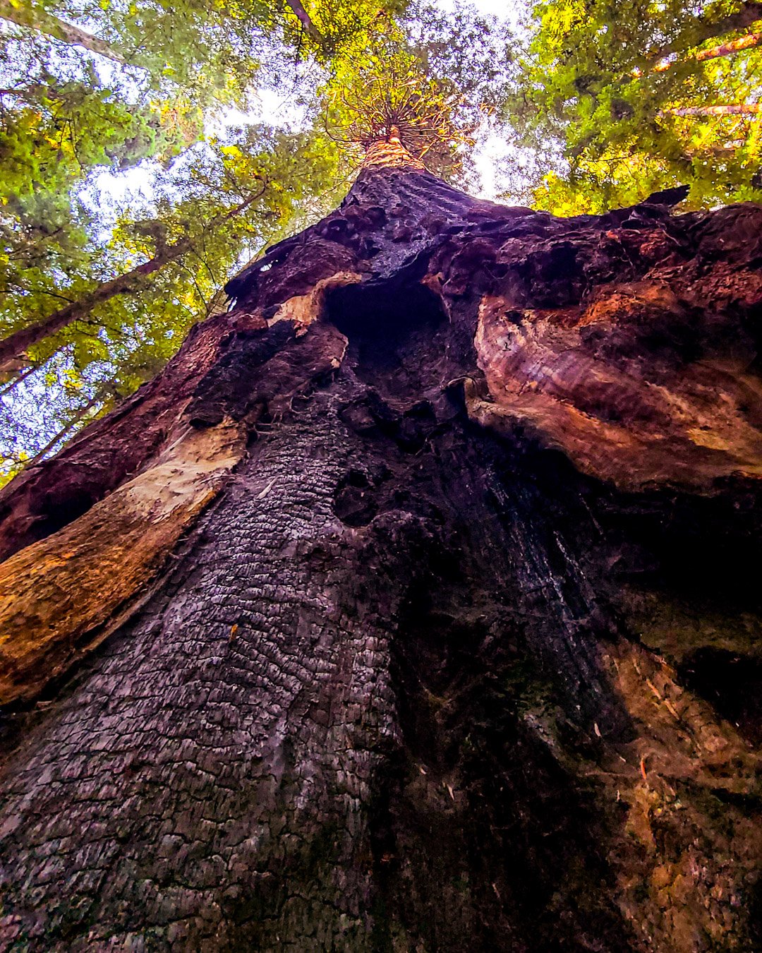 REDWOOD NATIONAL FOREST