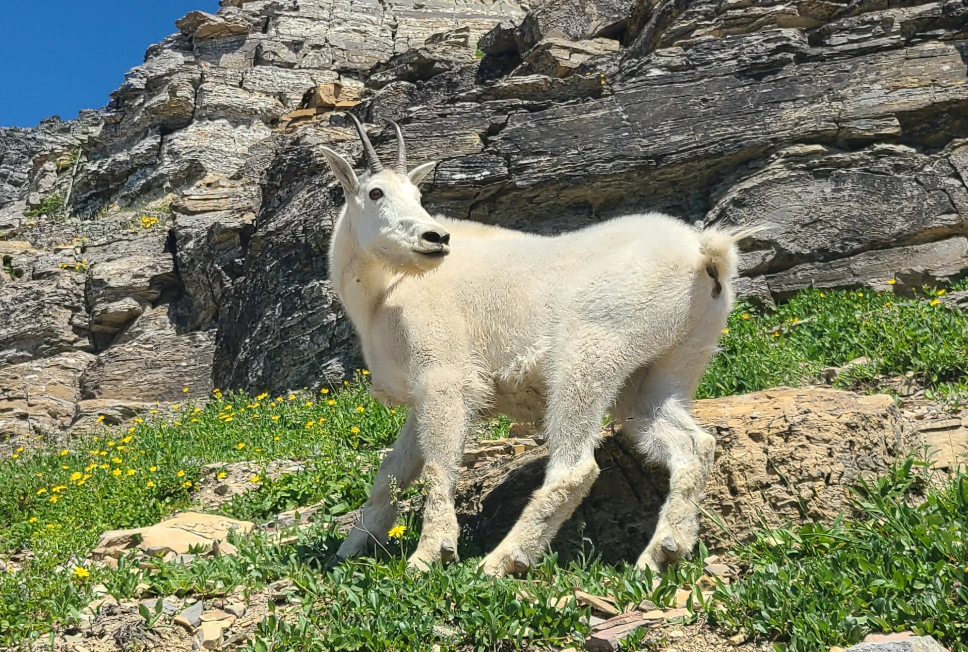 A MOUNTAIN GOAT