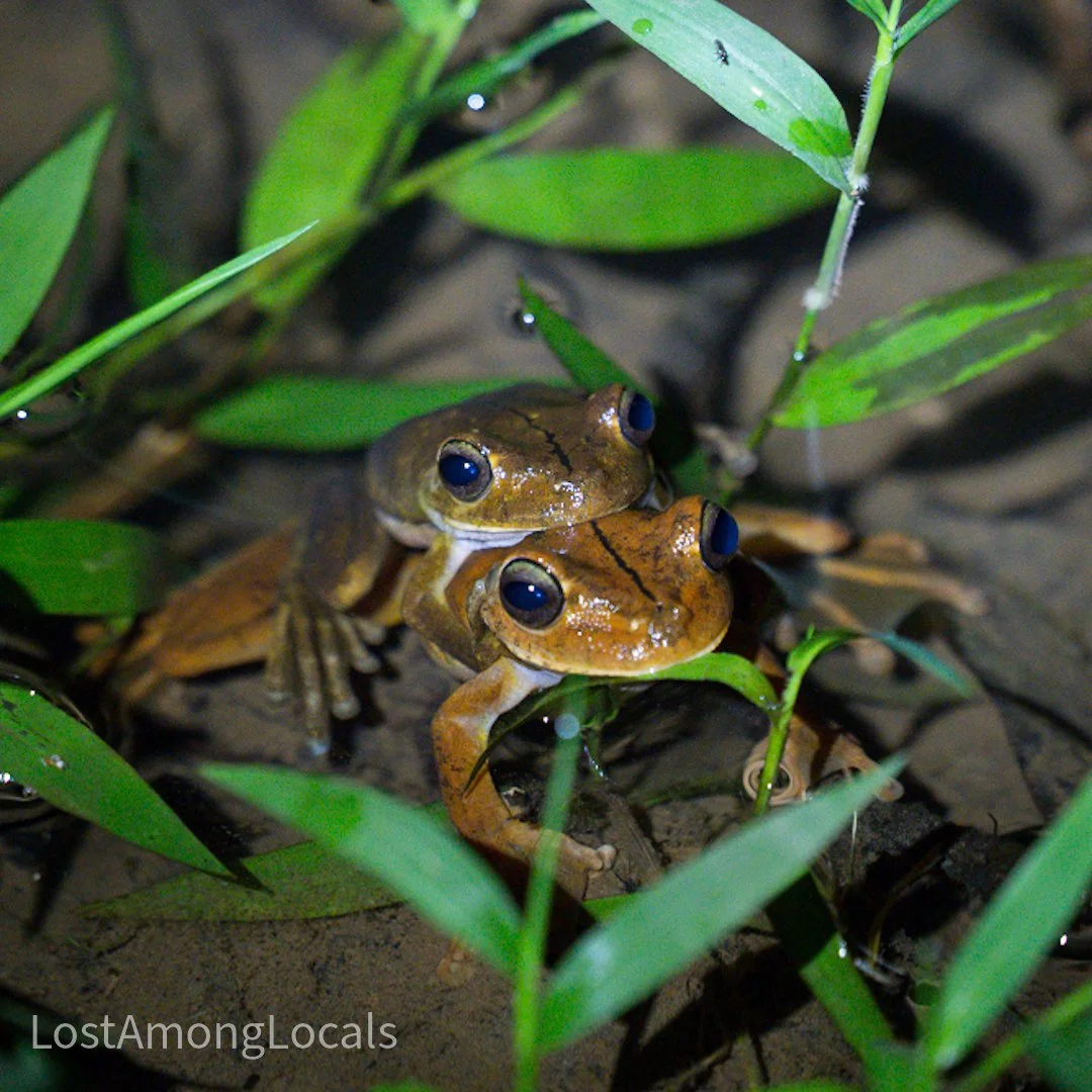 Drake Bay wildlife tour.jpg