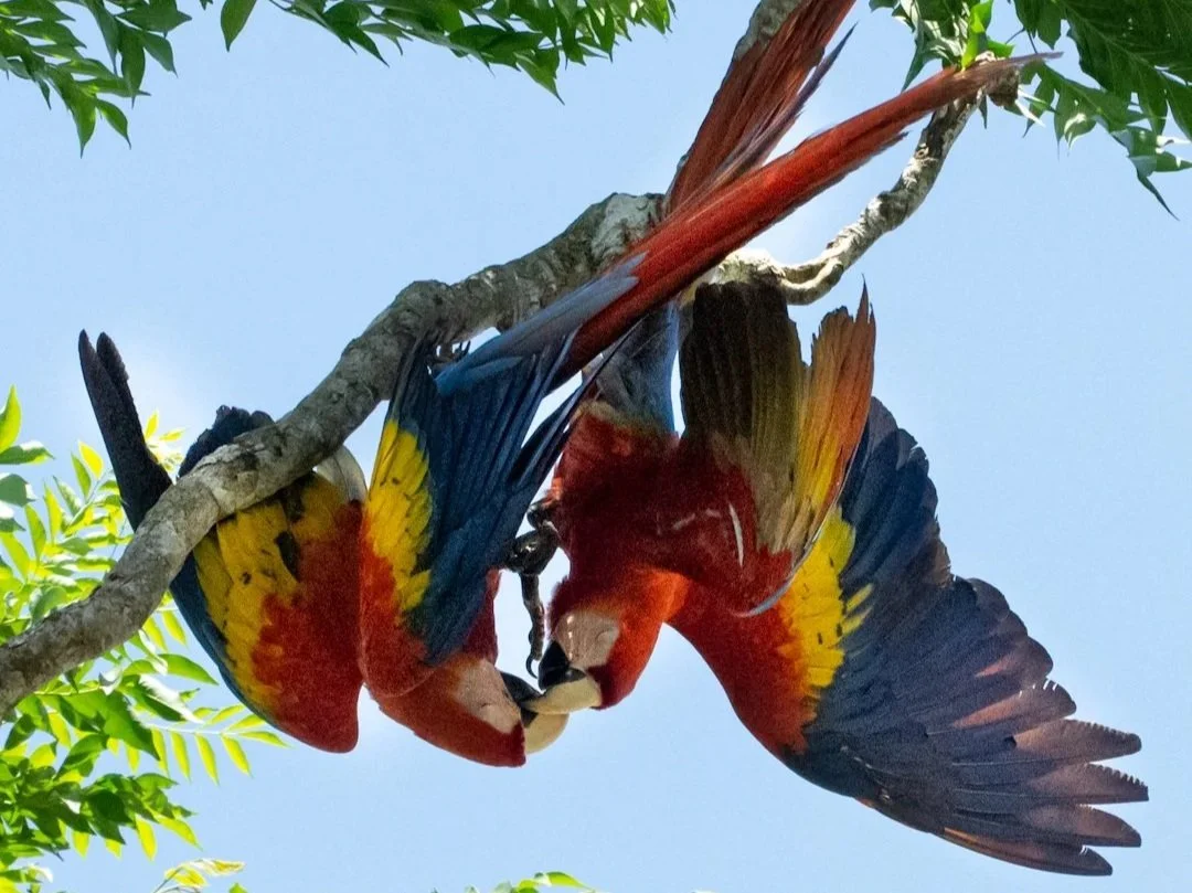 Kissing scarlet Macaws