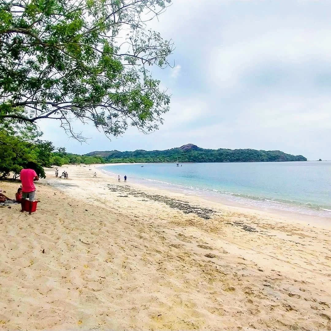 Conchal Beach trees.jpg