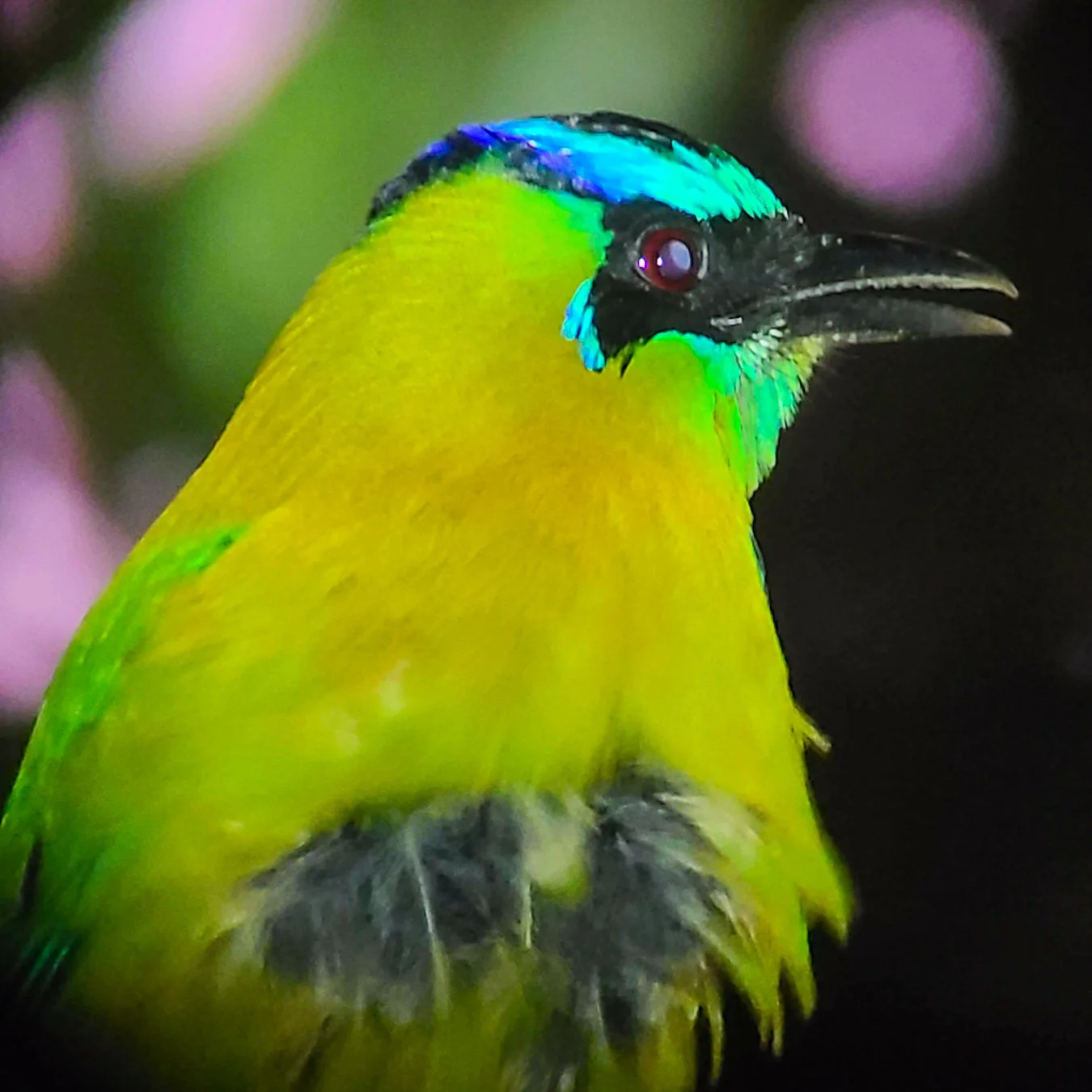 Close-up of a colorful bird with bright yellow and green feathers, black face, and iridescent blue and green markings on its head, set against a blurred background.