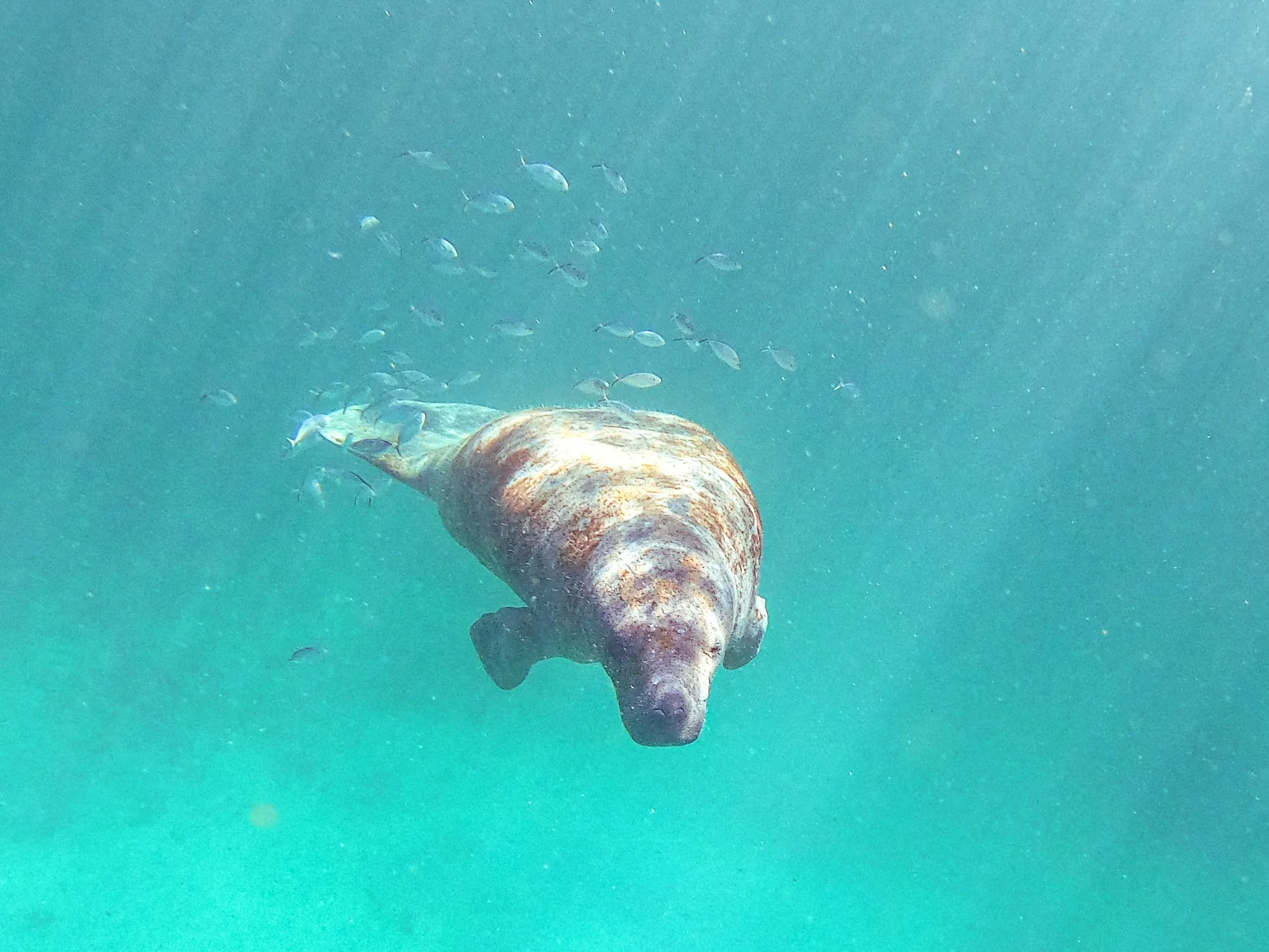 MANATEE-XCALAX, MEXICO