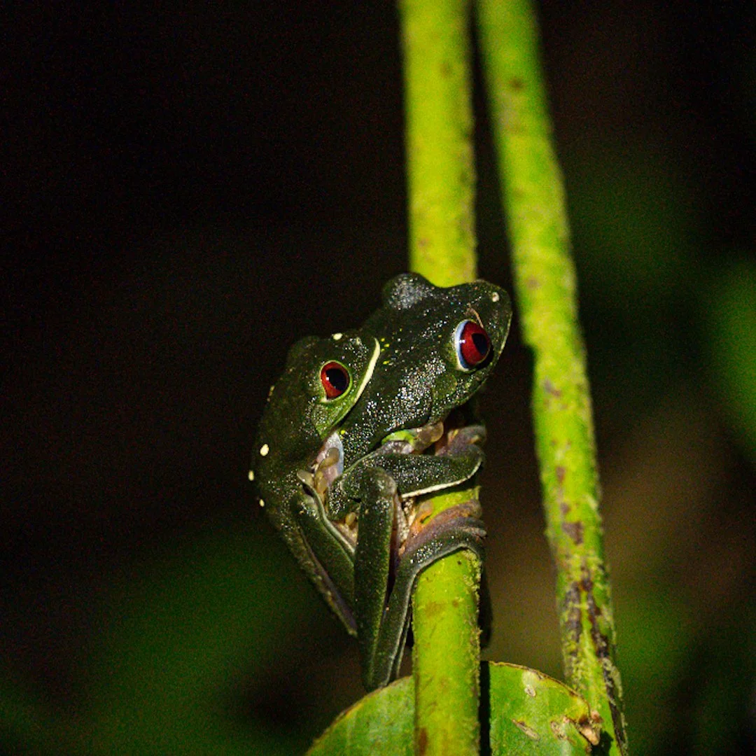 A small green frog with red eyes sits on a green stem in a dark environment.