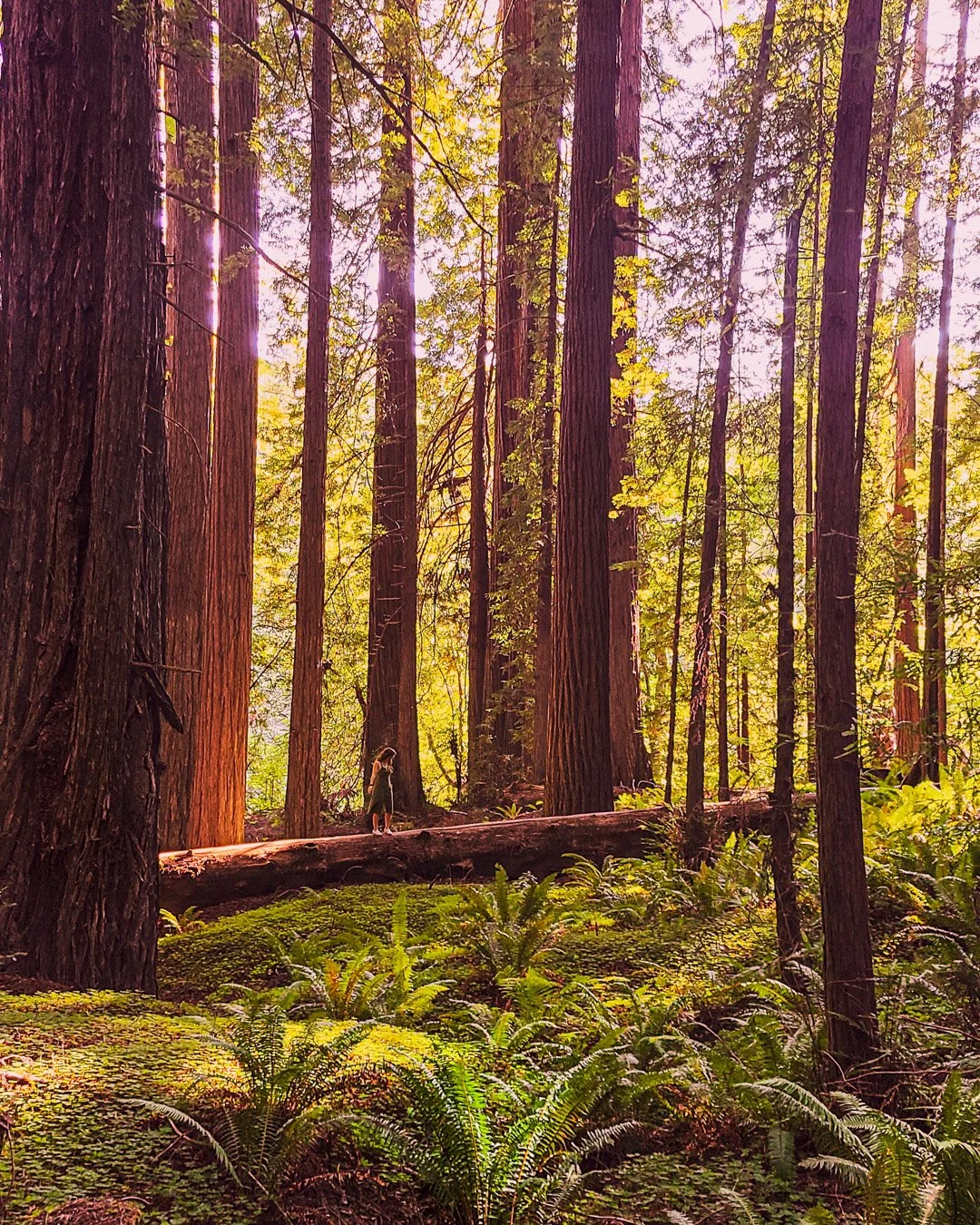 REDWOOD NATIONAL FOREST