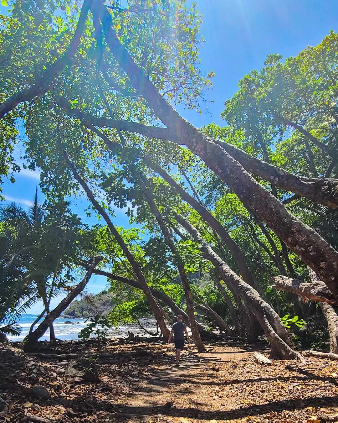 A person walking along a forested beach trail, with large leaning trees and sunlight filtering through the green leaves, near the ocean.
