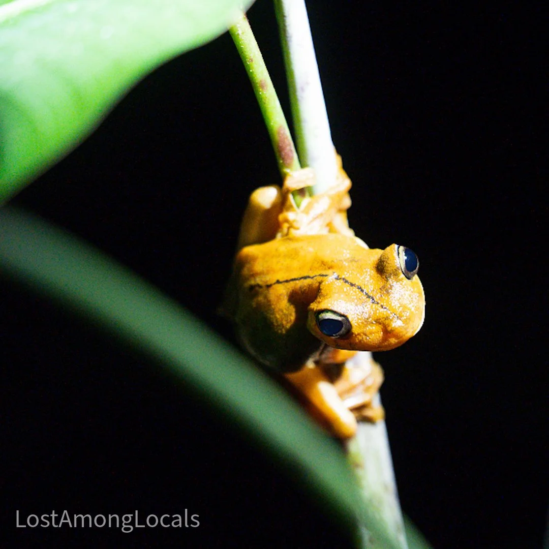 A small yellow frog with black eyes clings to a green plant stem against a black background.