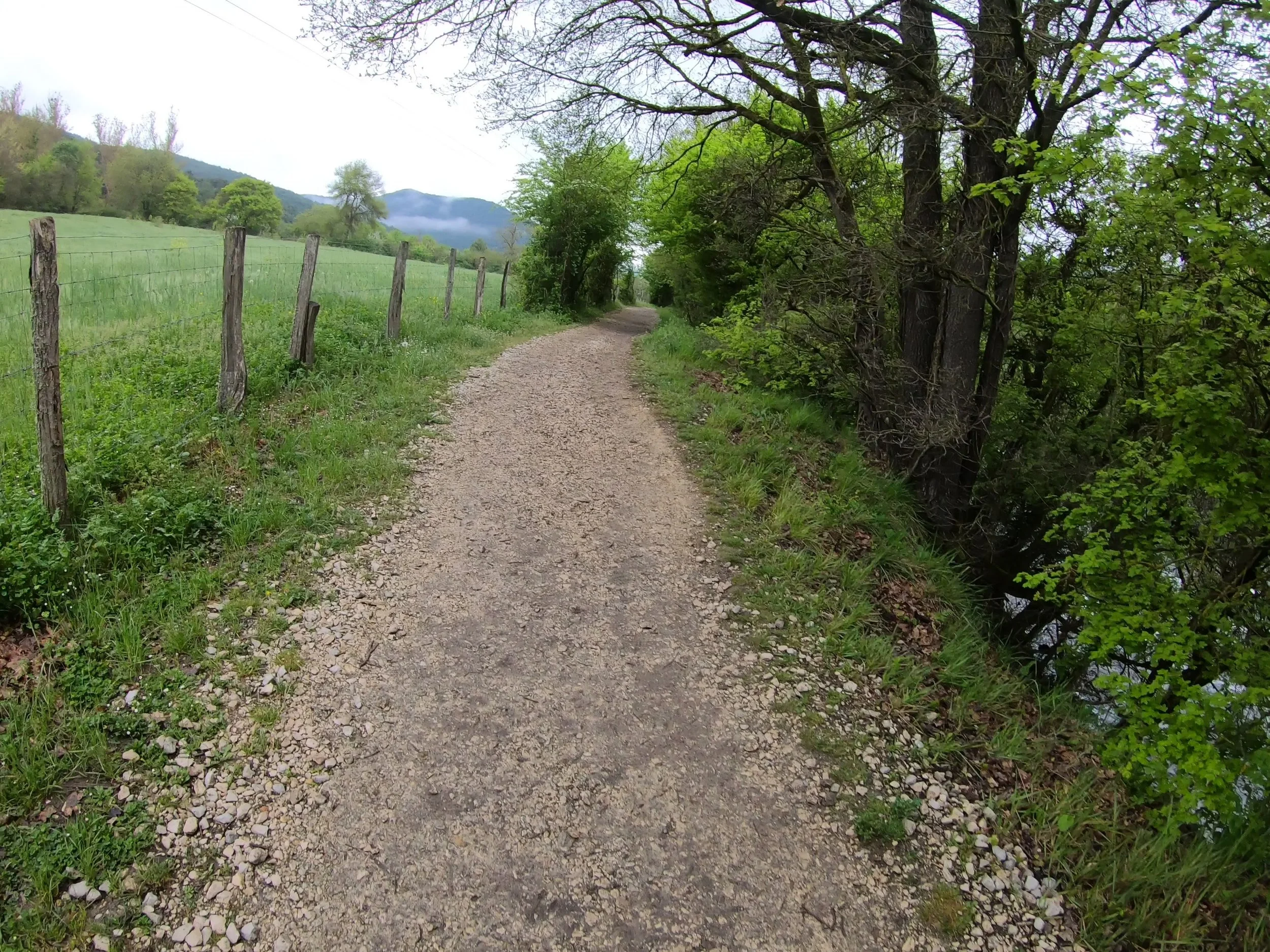 pretty trails through the woods with mountain in the background