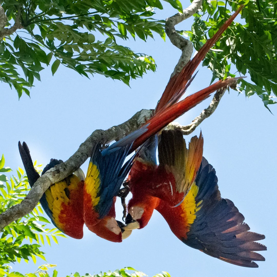 A colorful parrot hanging upside down from a tree branch, with bright red, yellow, blue, and black feathers, against a clear blue sky.