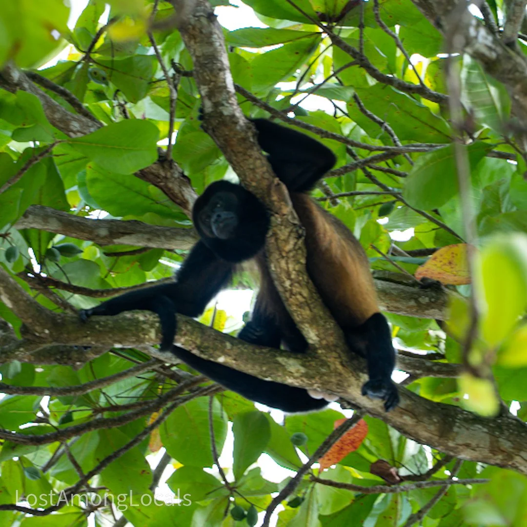 A tamarin monkey hanging from tree branches among green leaves in a lush forest.