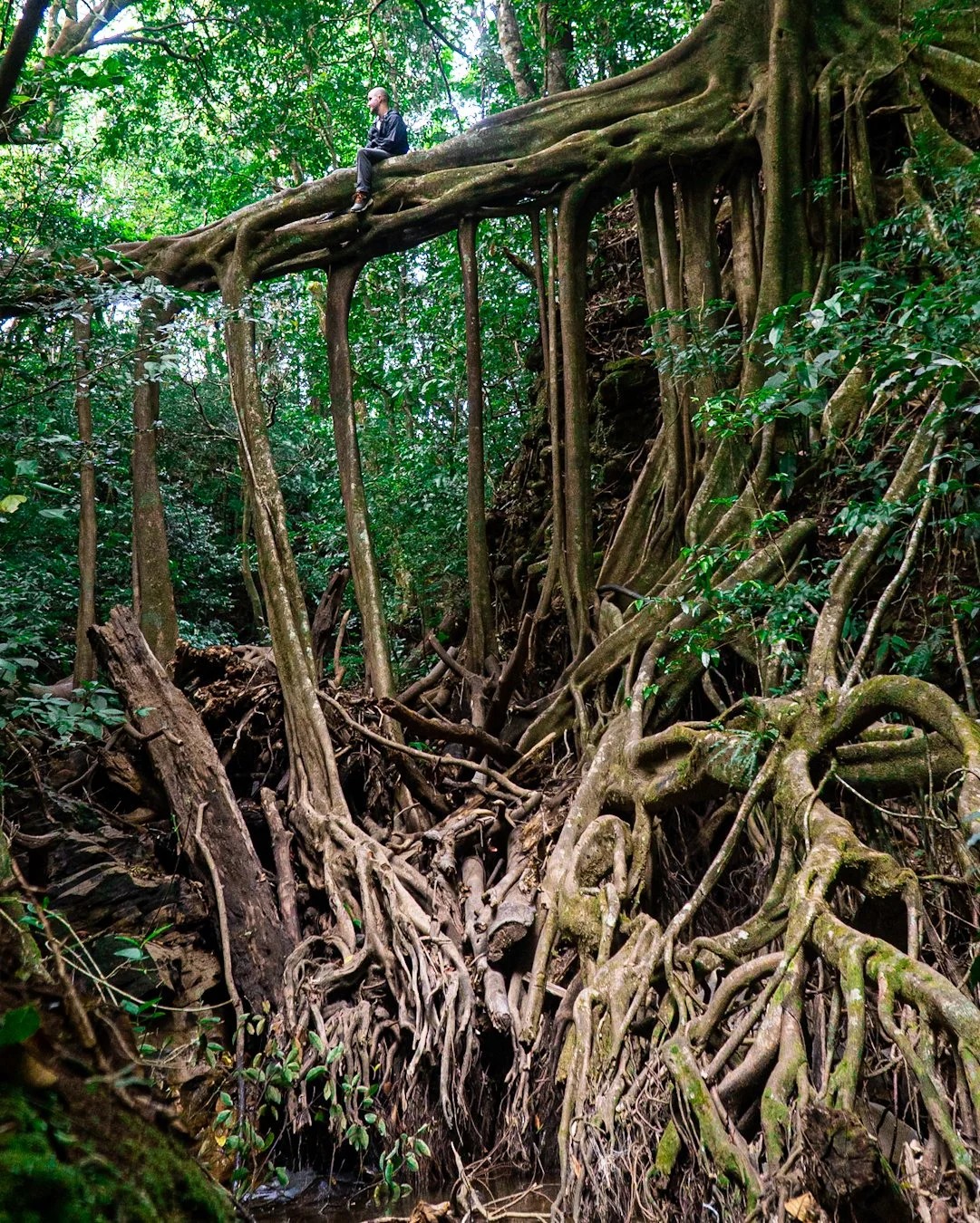 A person sitting on a large tree branch high above the ground in a dense forest with extensive root systems and thick green foliage.