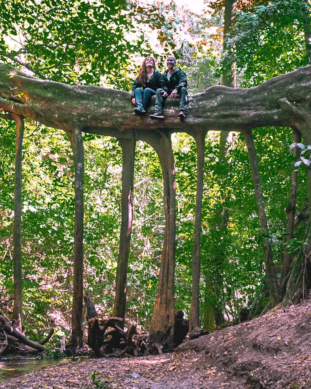 Two people sit on a large tree branch in a lush green forest, smiling and enjoying the scenery.