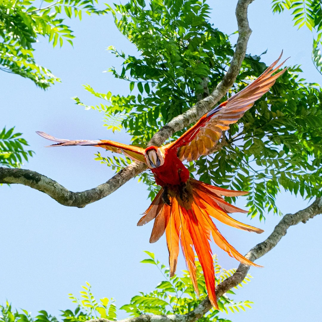 A scarlet macaw flying through a green leafy tree with a bright blue sky in the background.