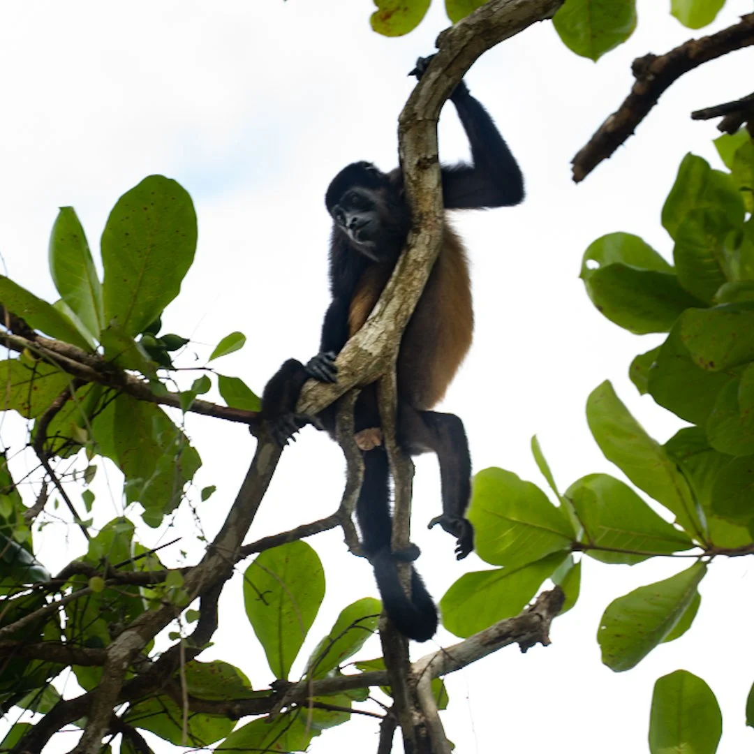 A young gorilla climbing on a tree in a lush, green forest.