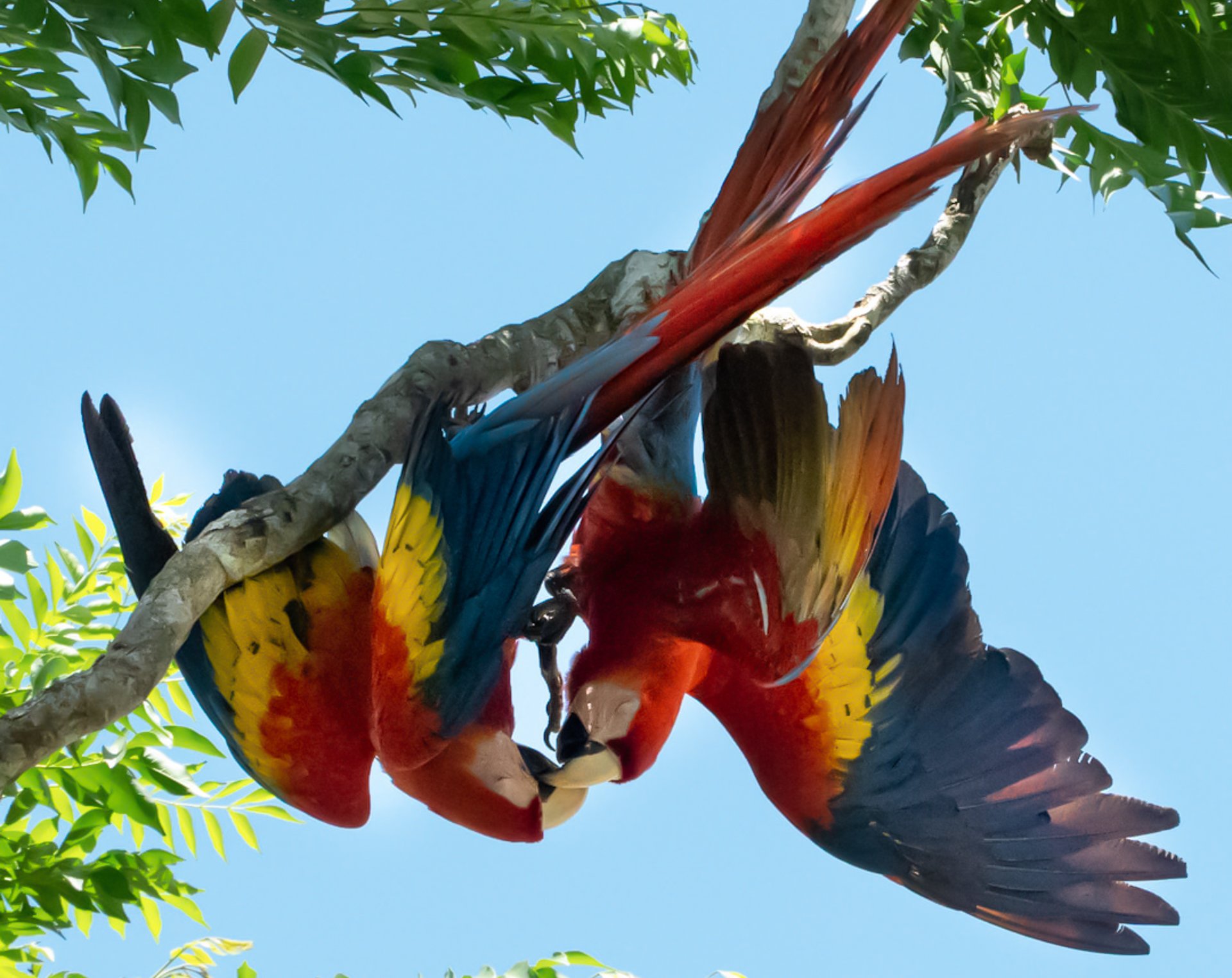 KISSING SCARLET MACAWS-DRAKE BAY COSTA RICA