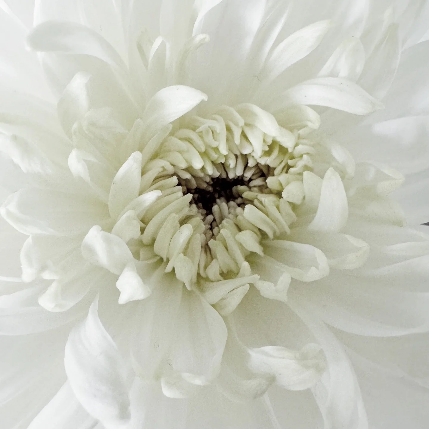 1/365
Happy new year!!! May 2026 be a year of peace and joy, good times and laughter, health and wealth, and time well spent with those you love!! ❤️