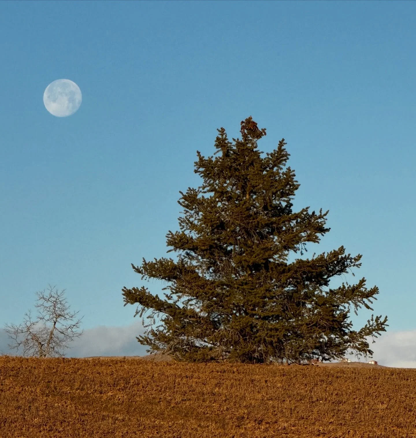 4/365
Beautiful walk this morning!!! The full moon! This foxy lady(? Or dude) and did I mention it was 55 degrees at 7:30!? 😳😳 I have some plants coming up in my garden! 🥴 I think we are all confused!! 🤭 and hopefully in for a lot of snow in Janu