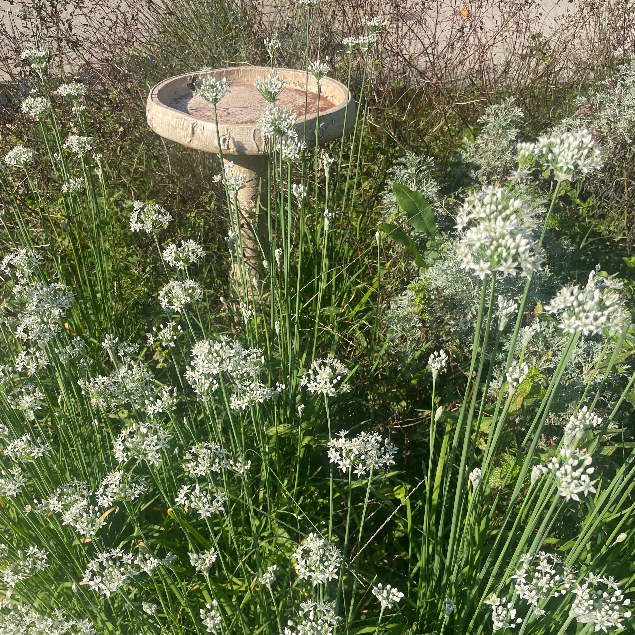 garlic chive around birdbath, edgewood