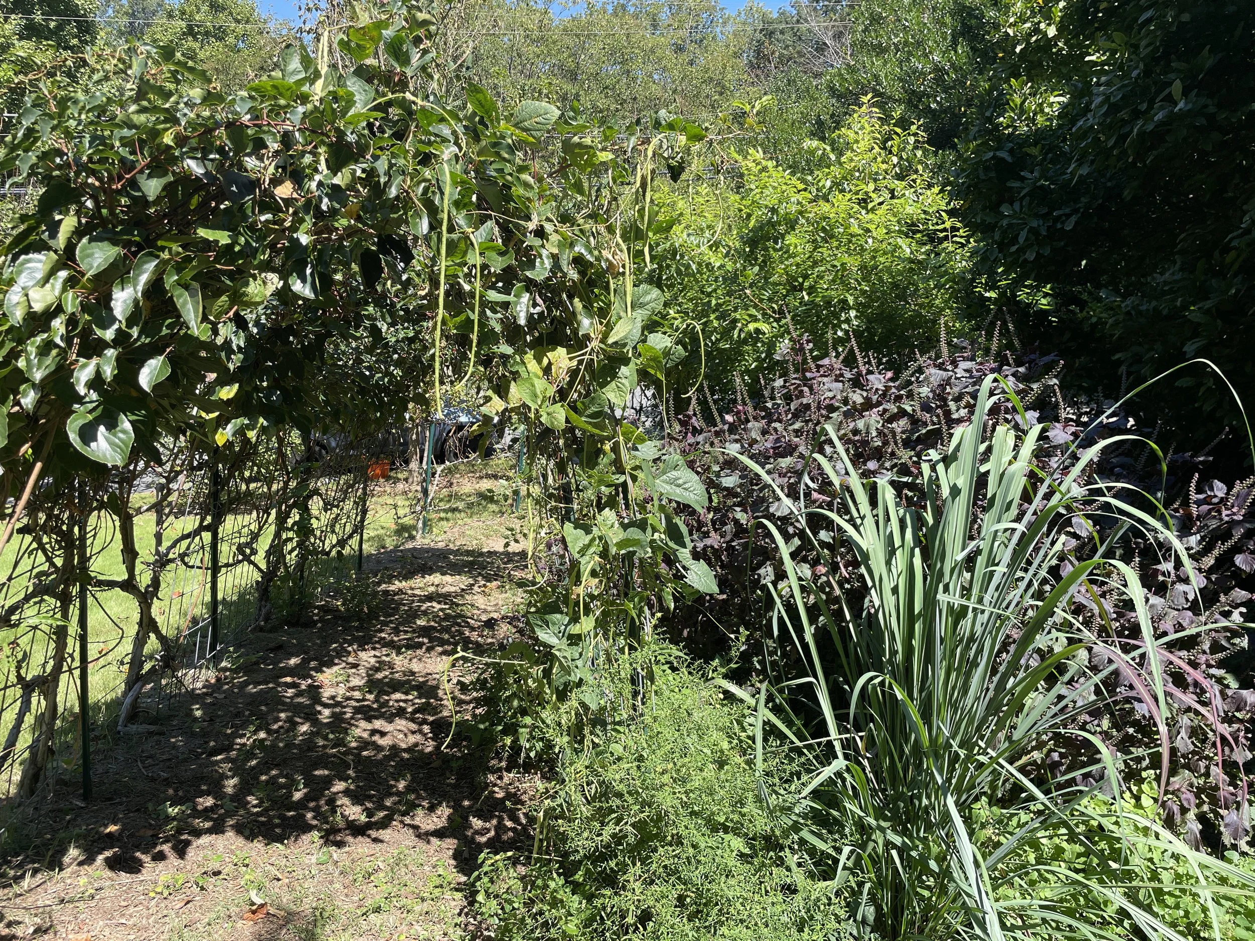 edible archway and herb garden, buckhead