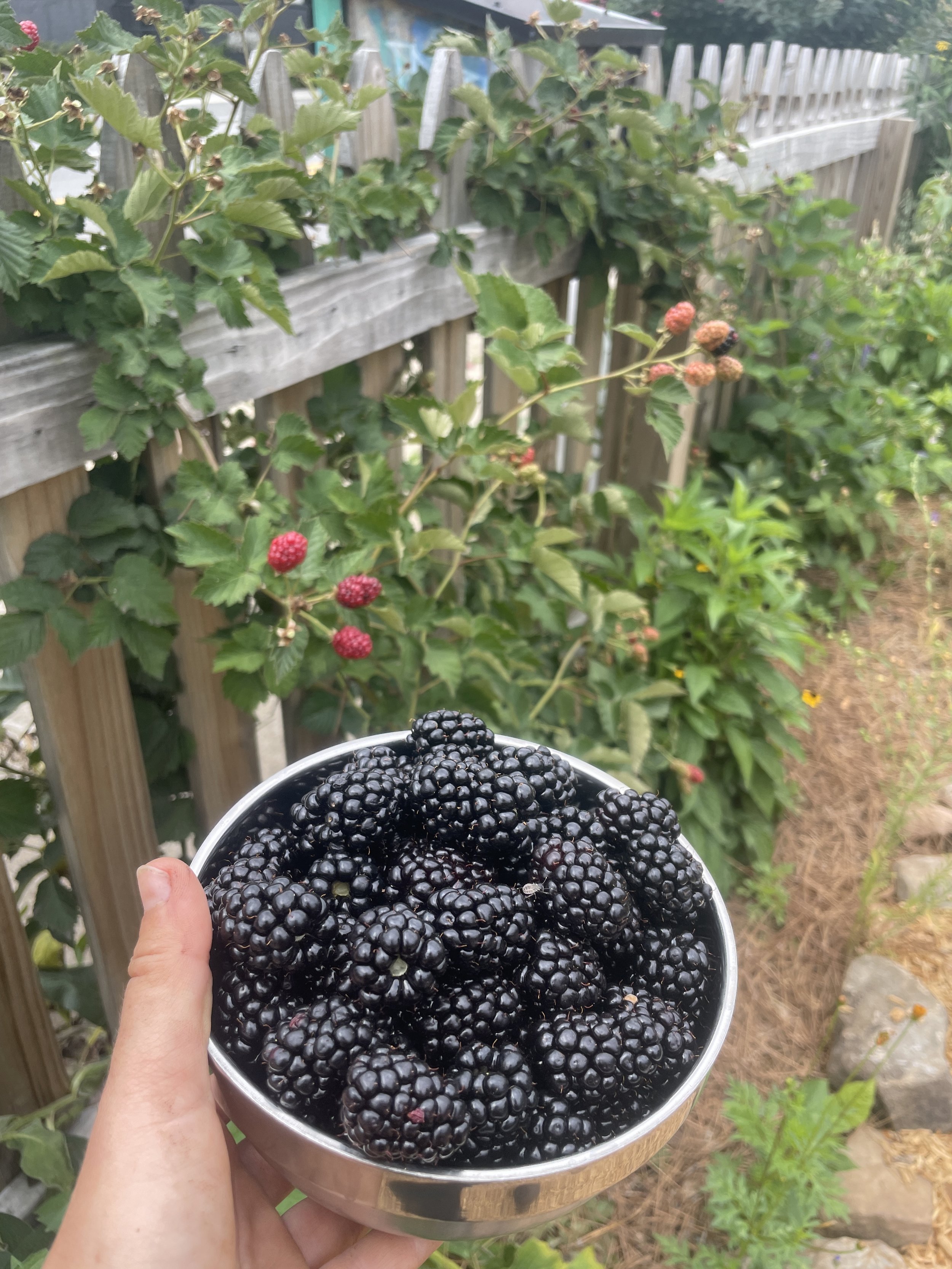 school blackberry harvest, eav
