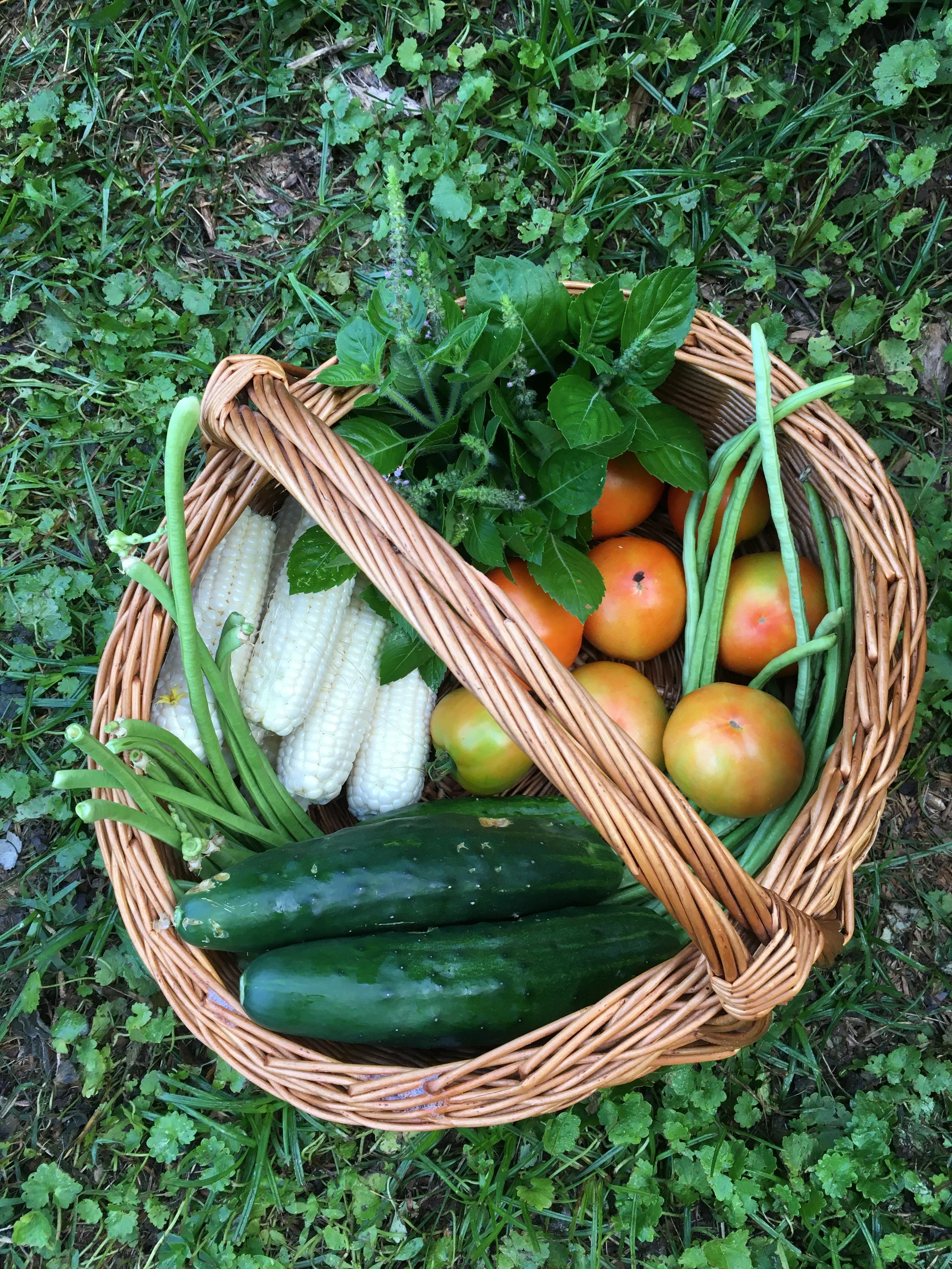 garden harvest