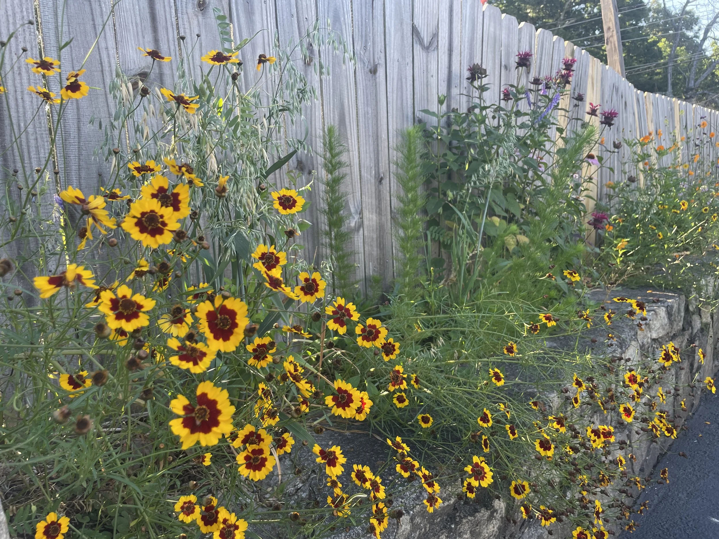 native meadow retaining wall strip, decatur