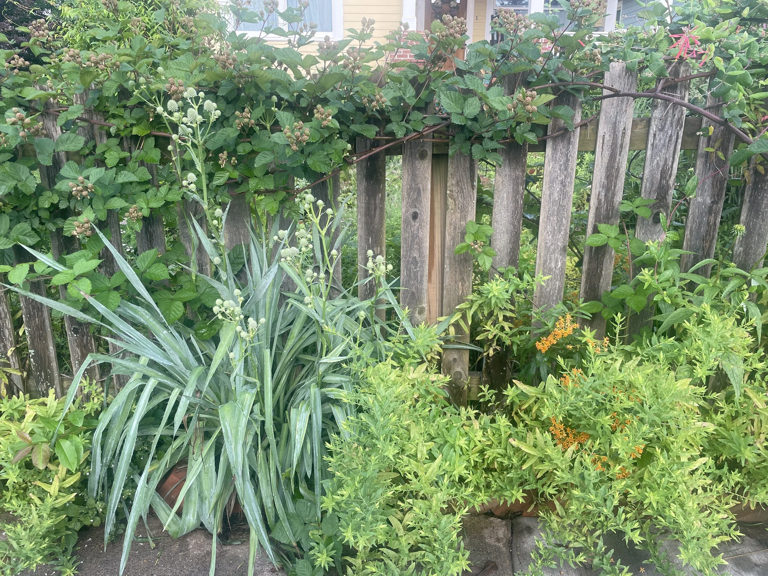 native and edible fenceline, edgewood