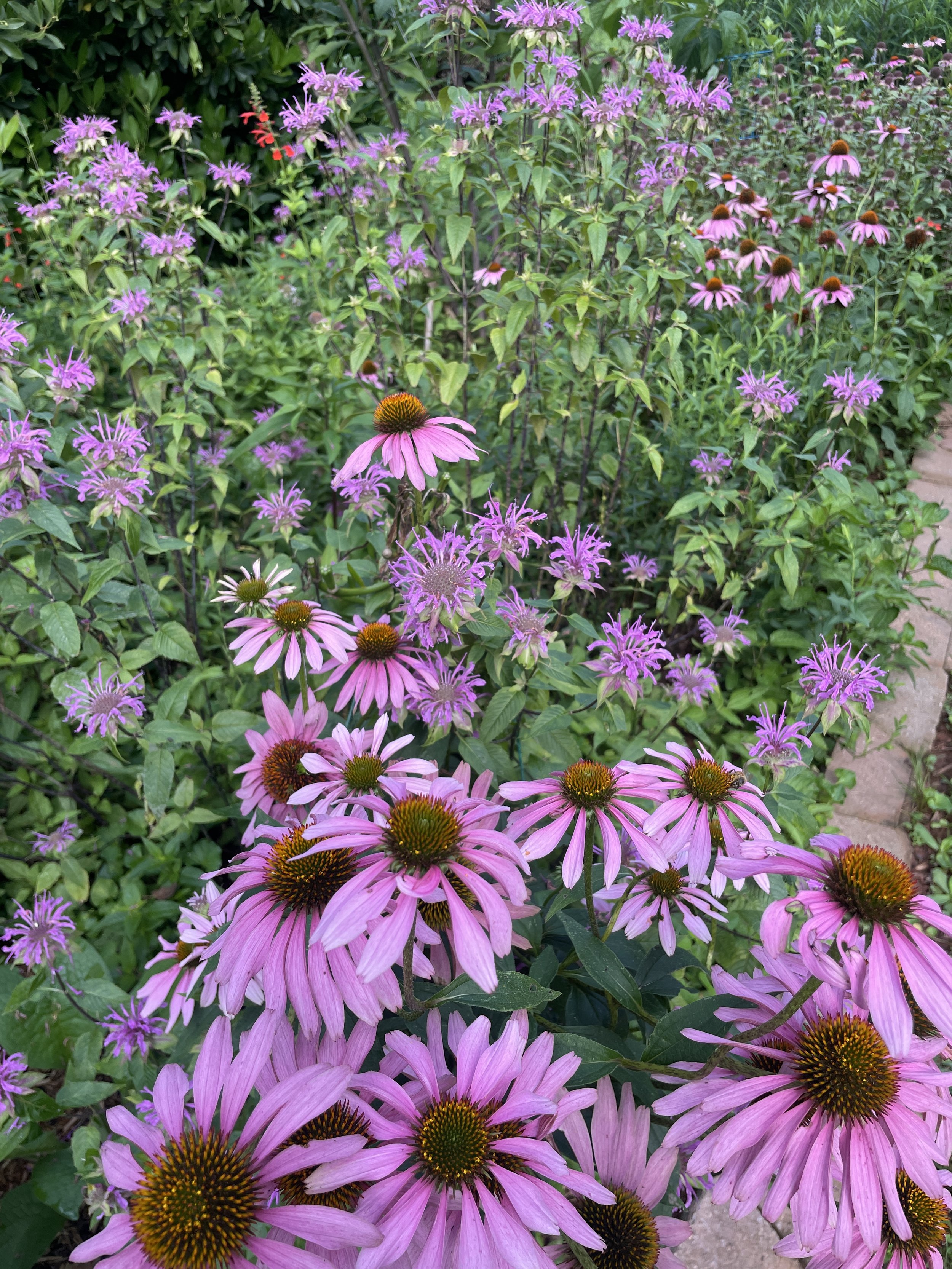 native meadow, decatur