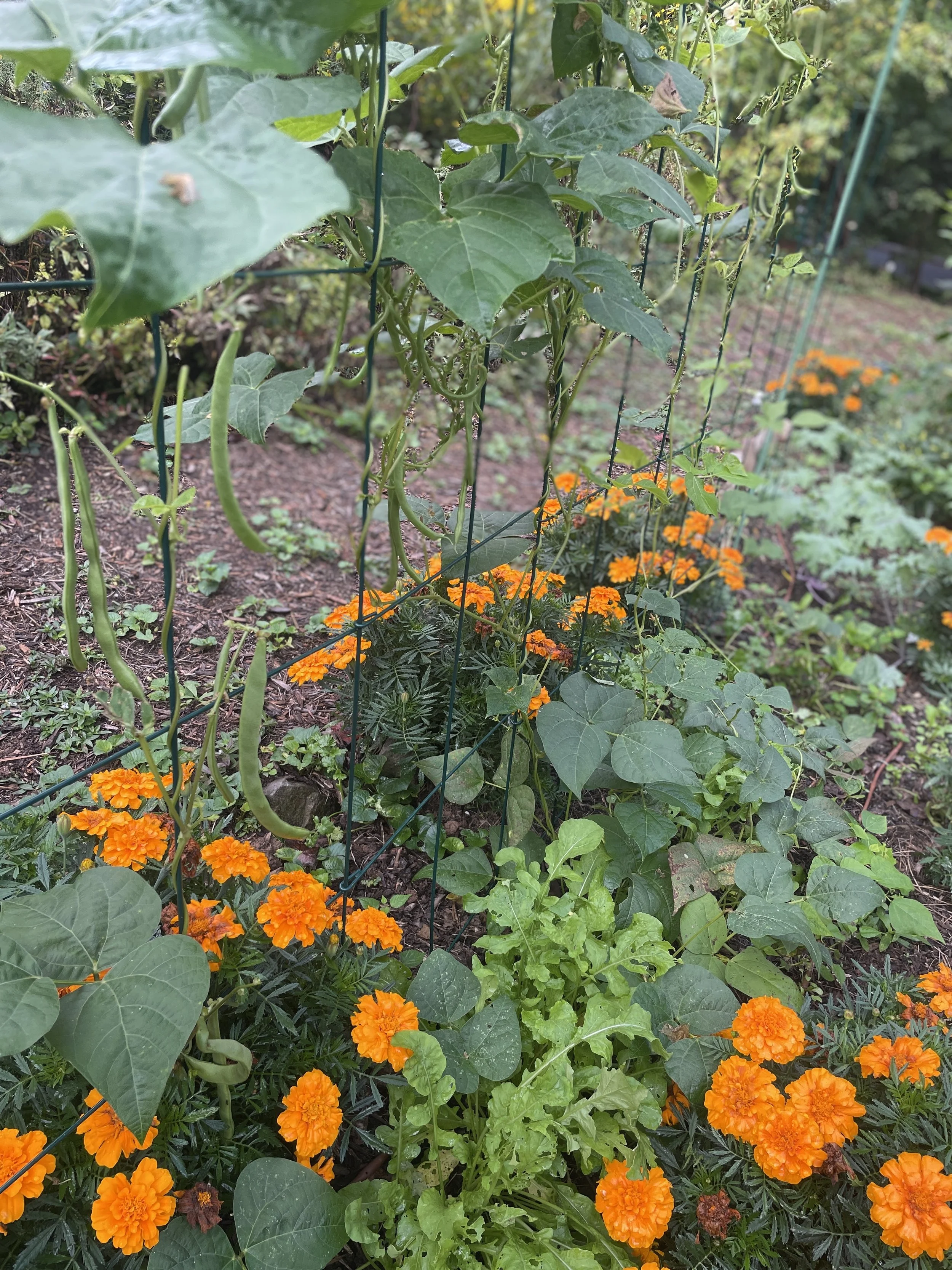 beans and greens, production garden