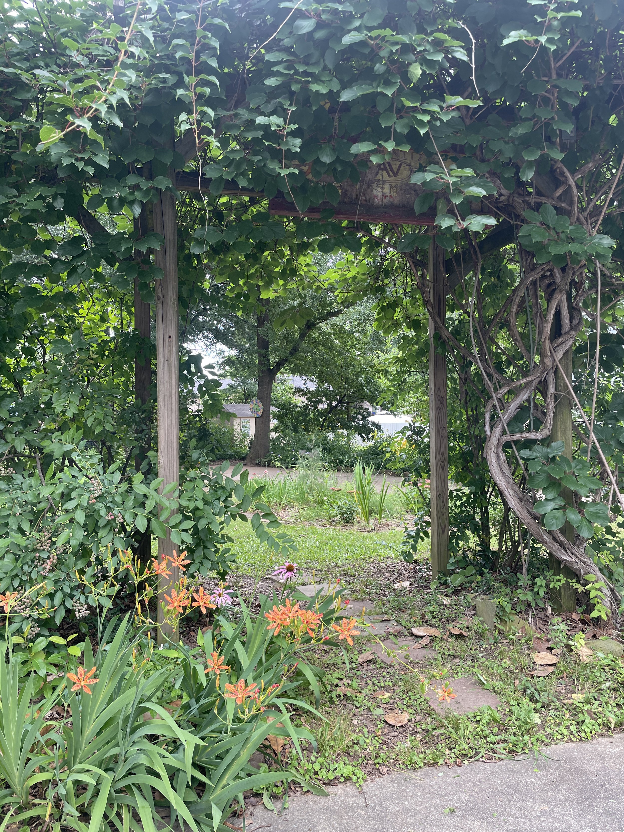 kiwi arch with blueberries and flowers, eav