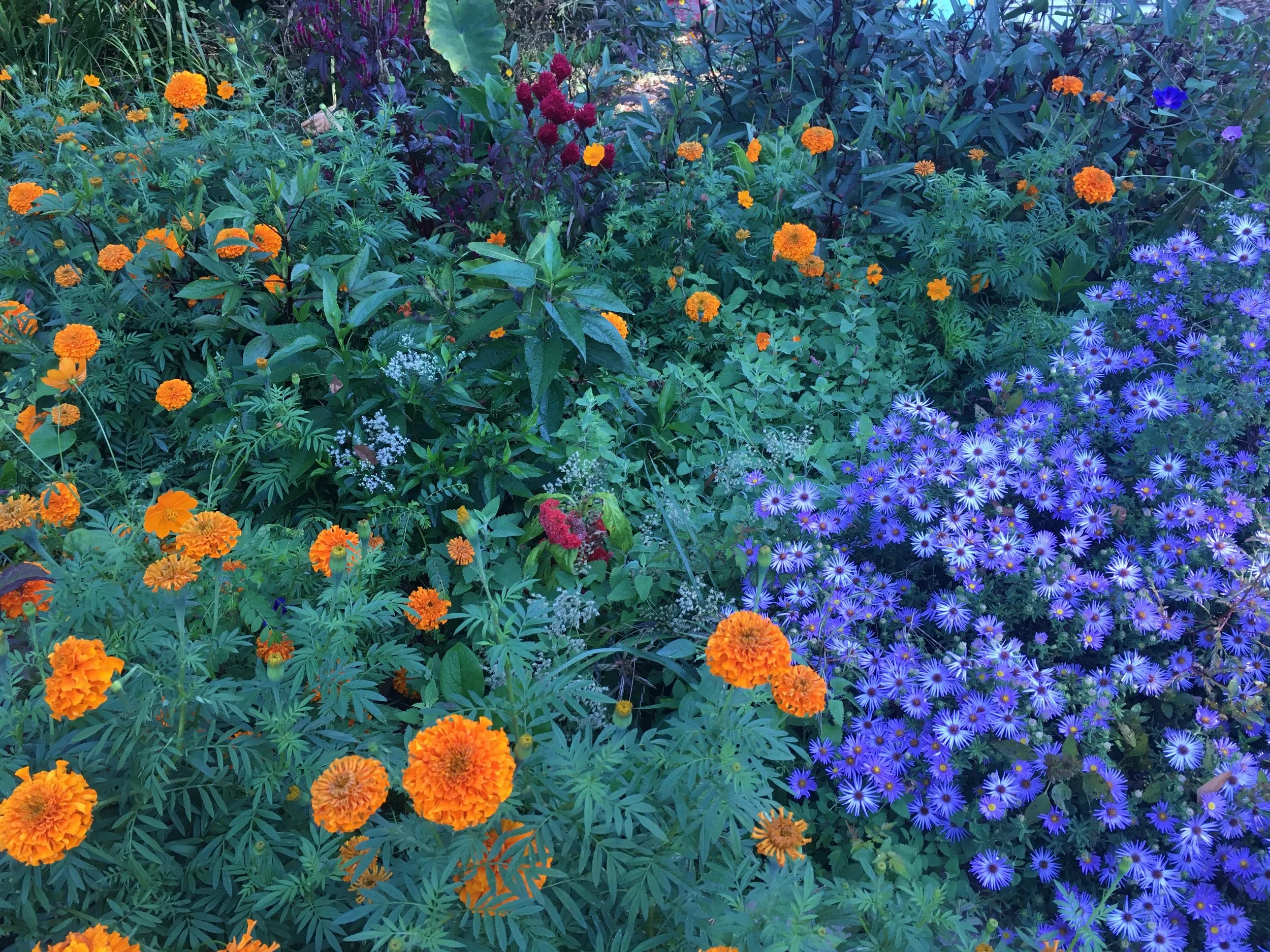 public park pollinator garden detail