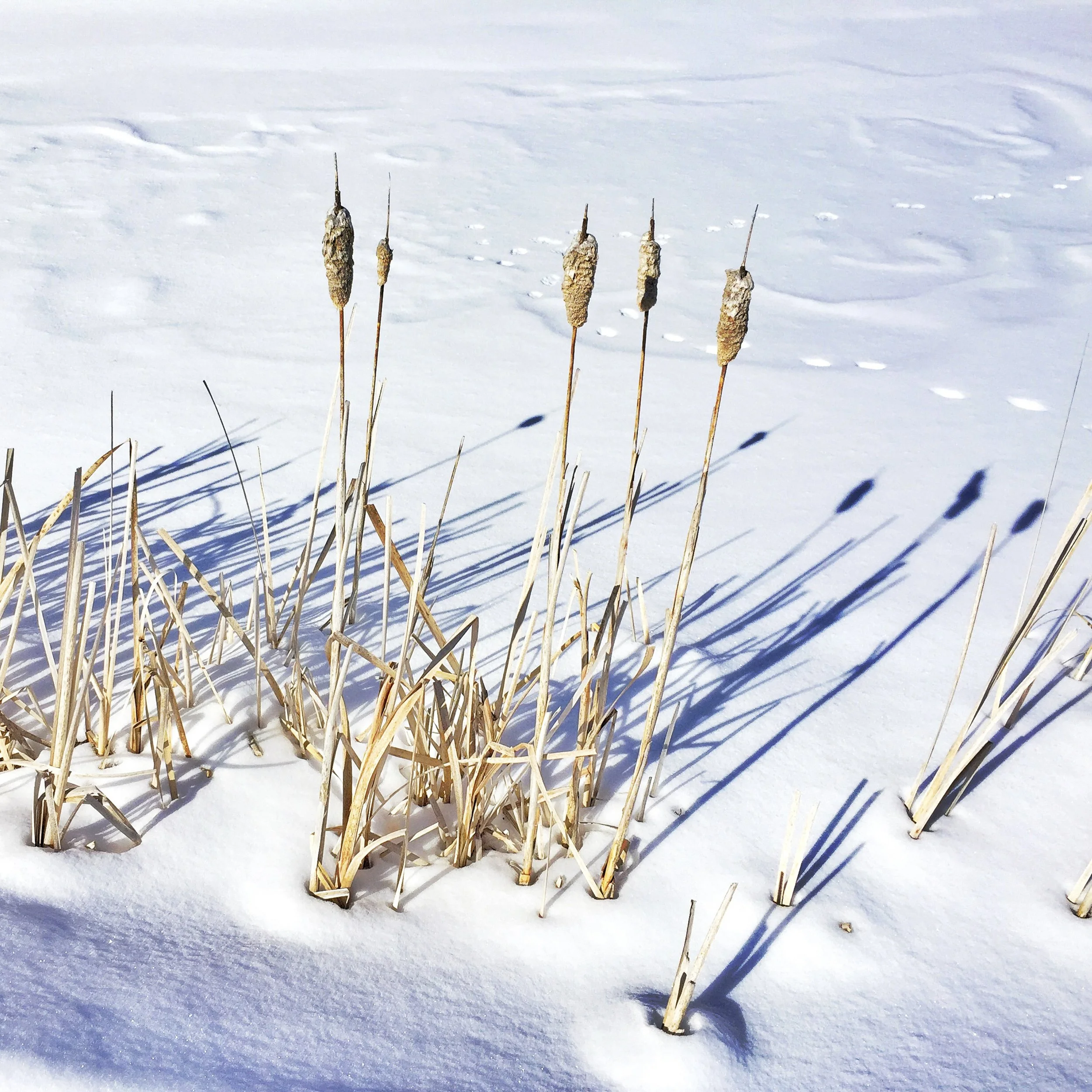 Cattails, Winter Solstice, Basalt Mountain
