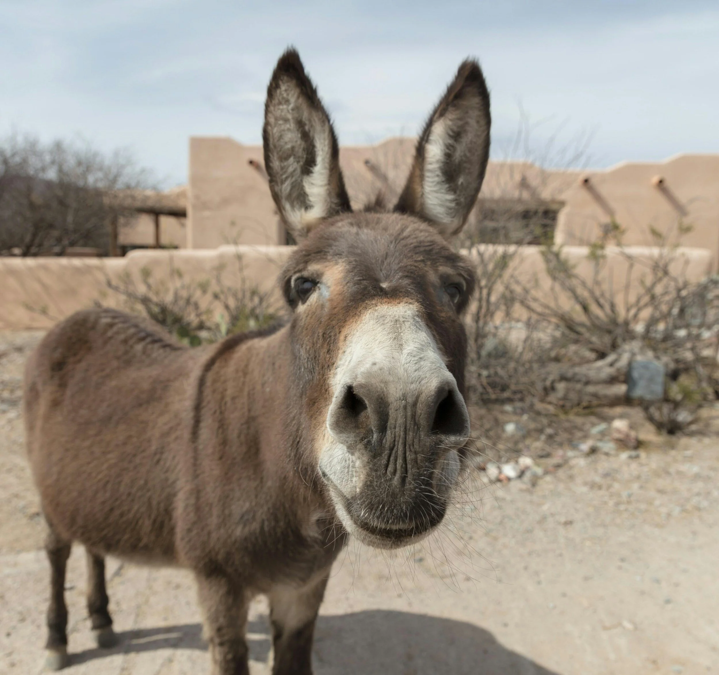 High Country Talks Lecture Series: Burro Racing