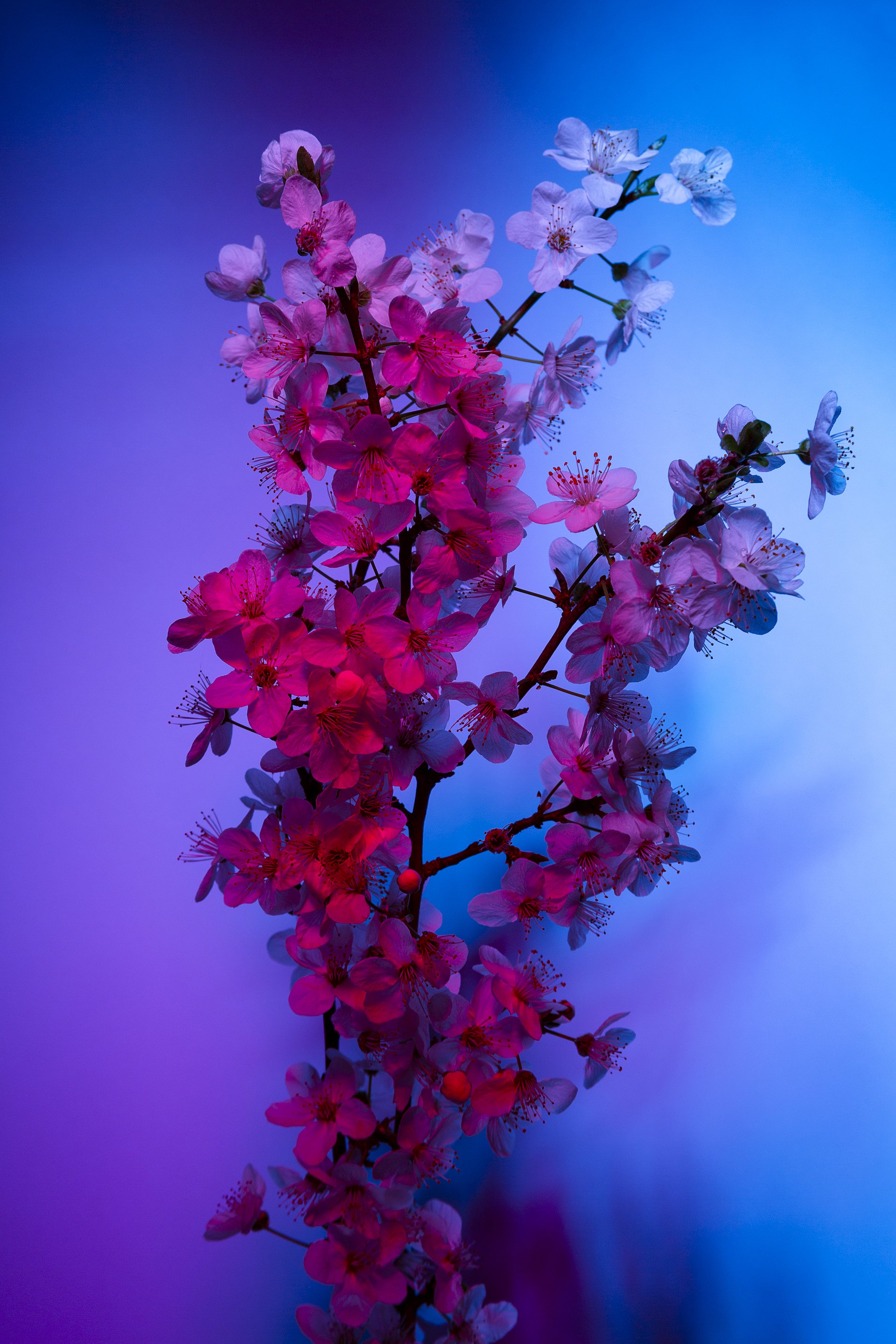 Red tinge blossom with ambient blue, violet background