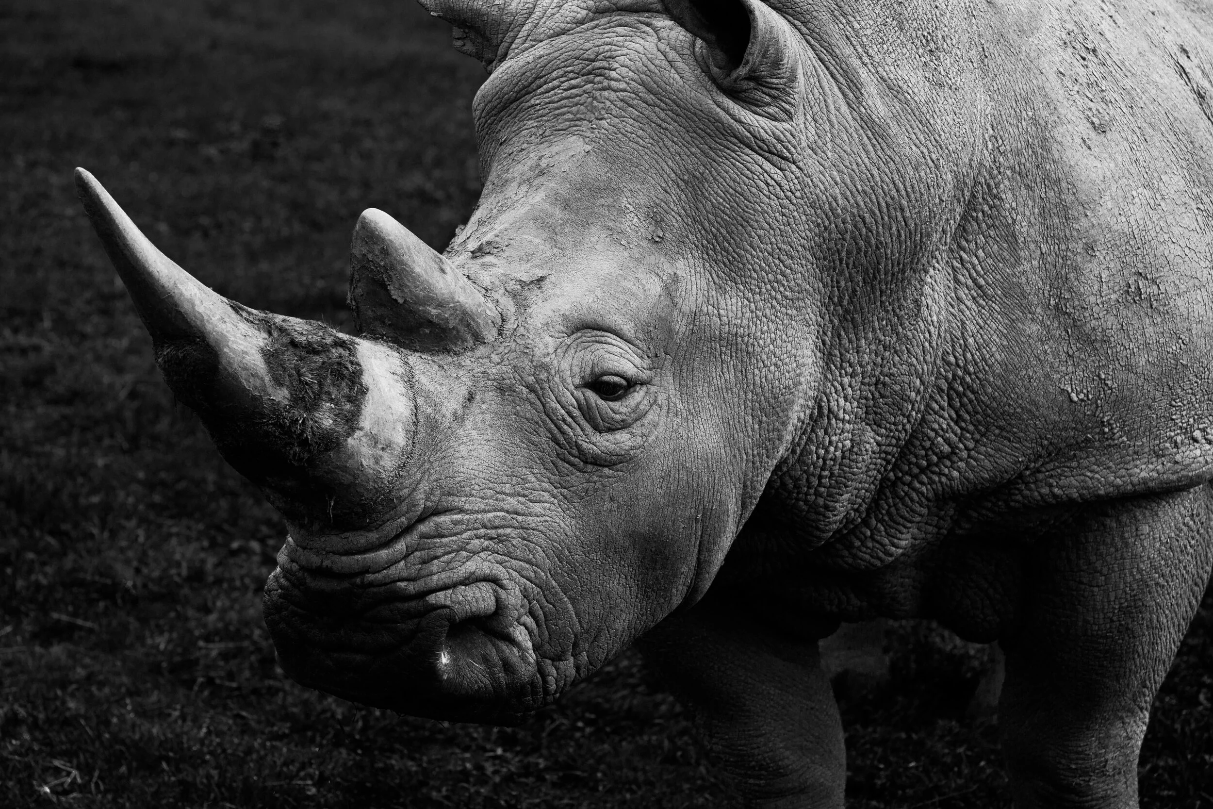 Southern White Rhinoceros
