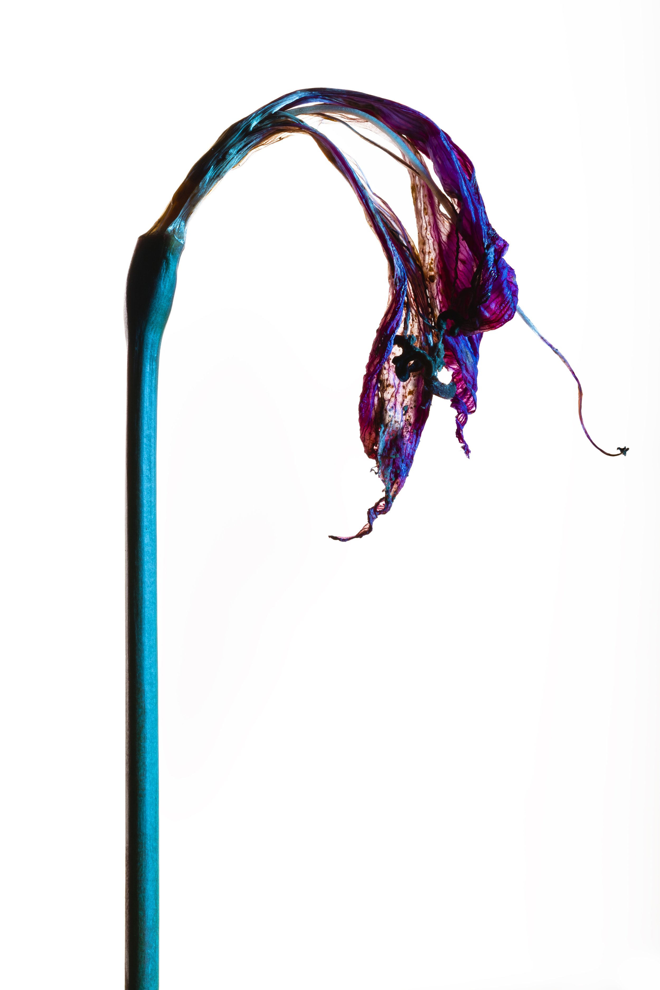 Belladonna stem and flower - Still life