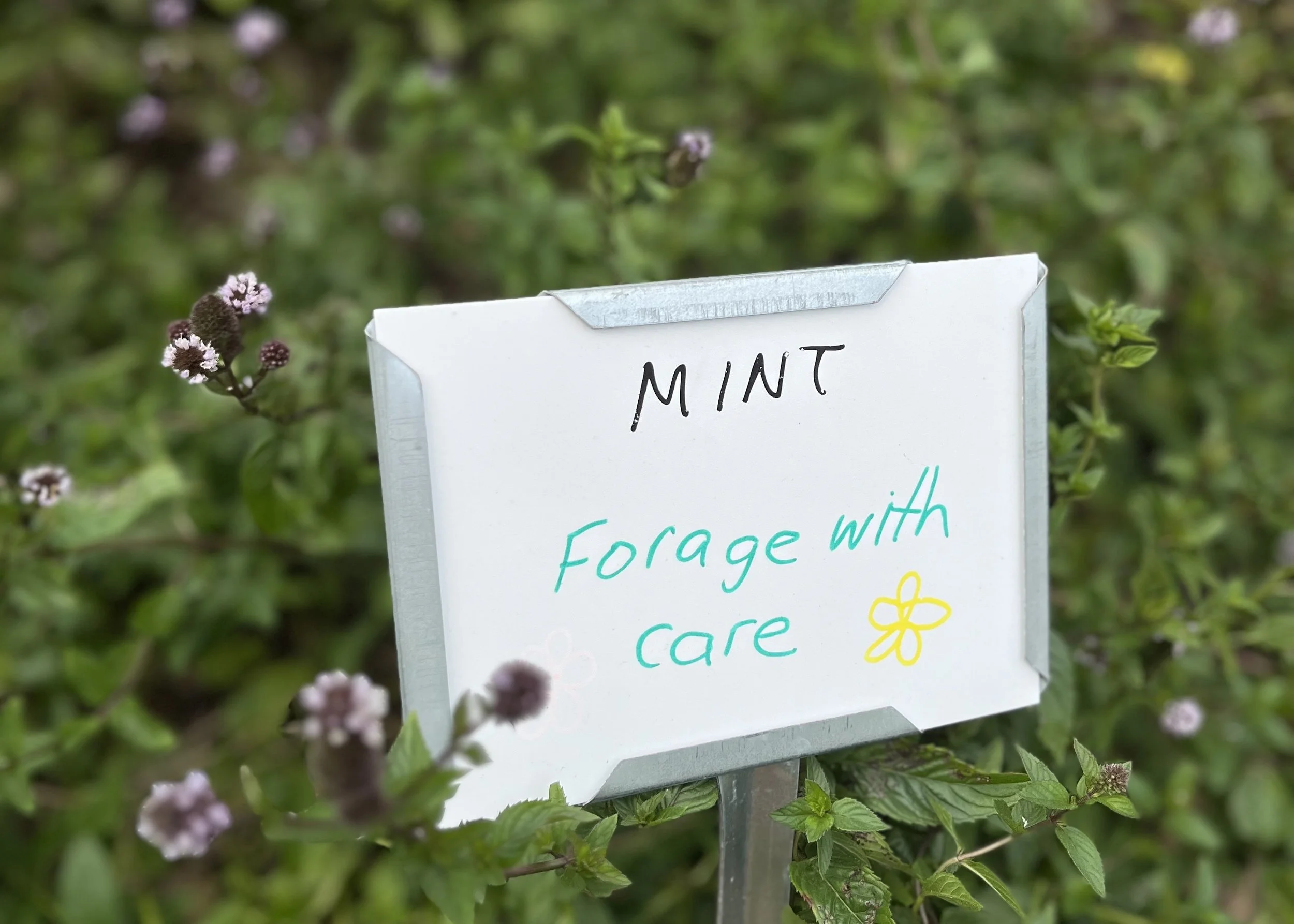 L IMG_9407 mint sign.jpg