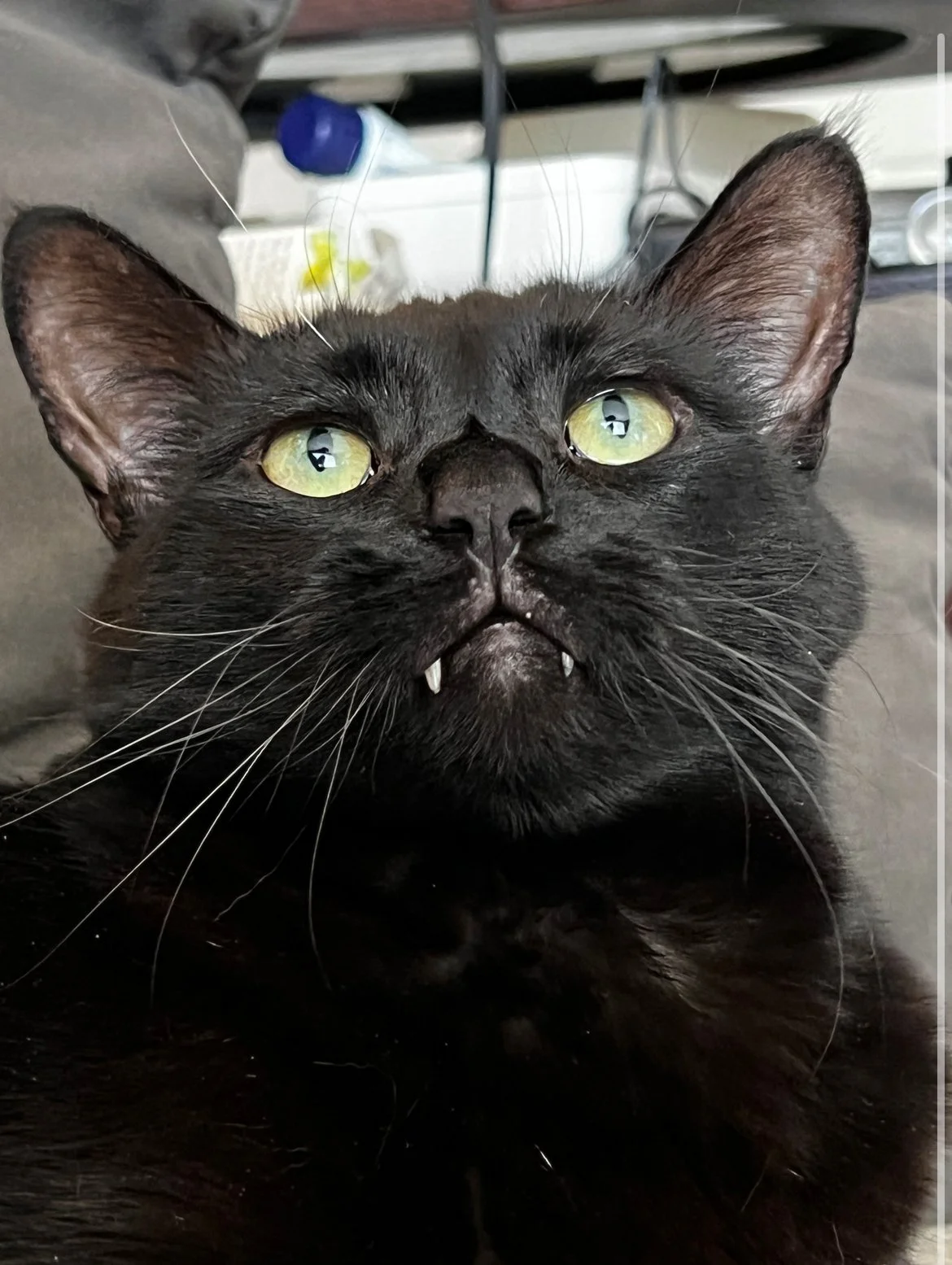 Kitty fangs are the best fangs
