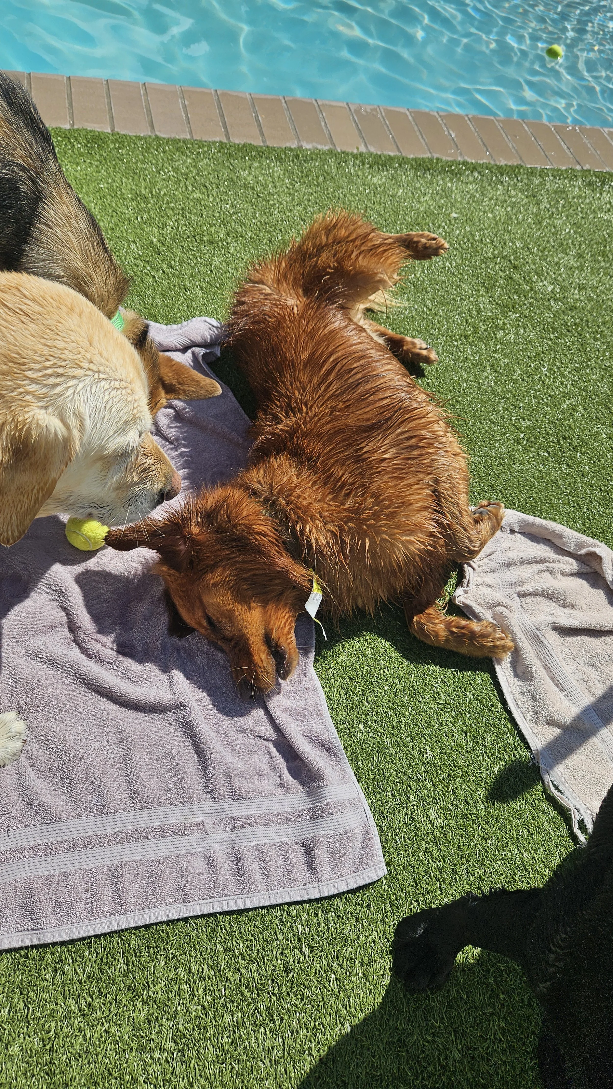 Drying off in the sun