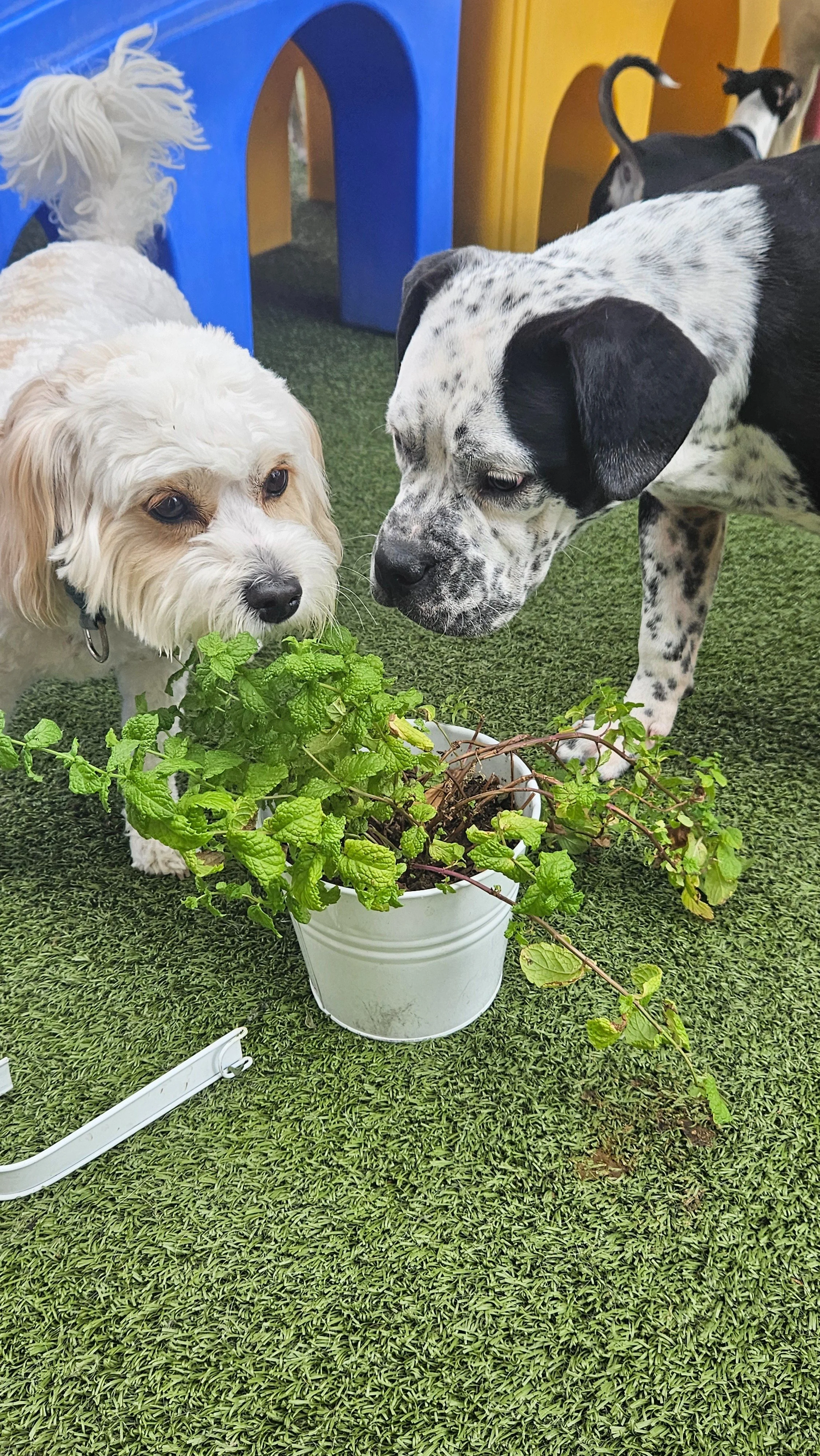 Enjoying the Sniff Shindig